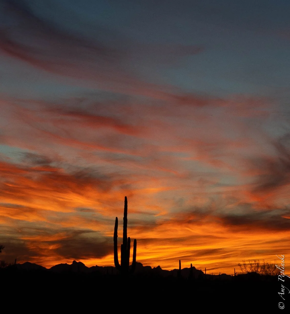 Picacho State Park, AZ. Lovingly pronounce for my grandkids "pikachu"...lol