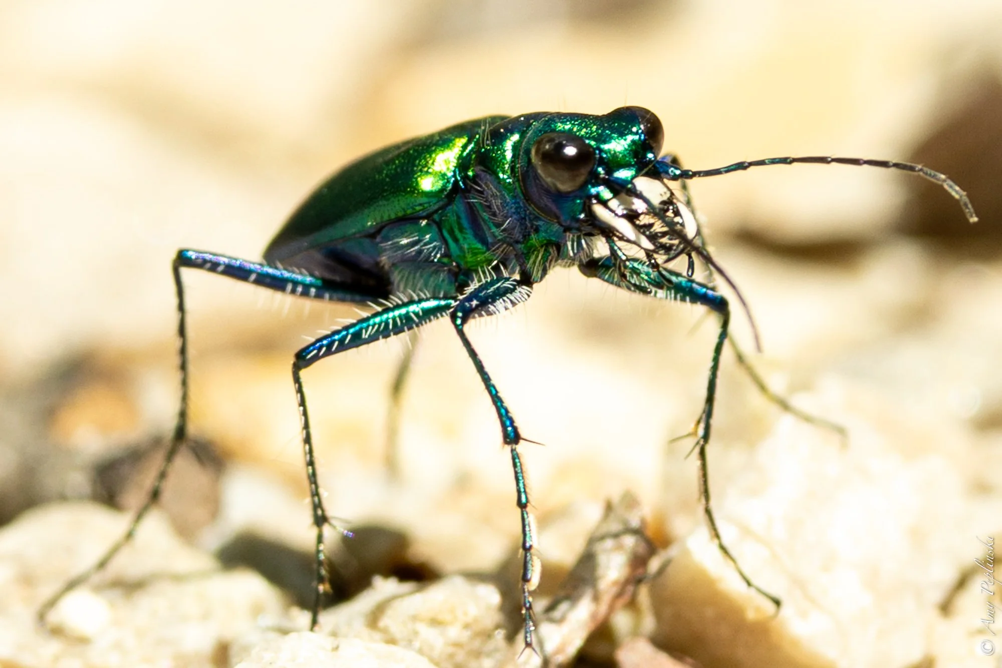 Tiger Beetle
