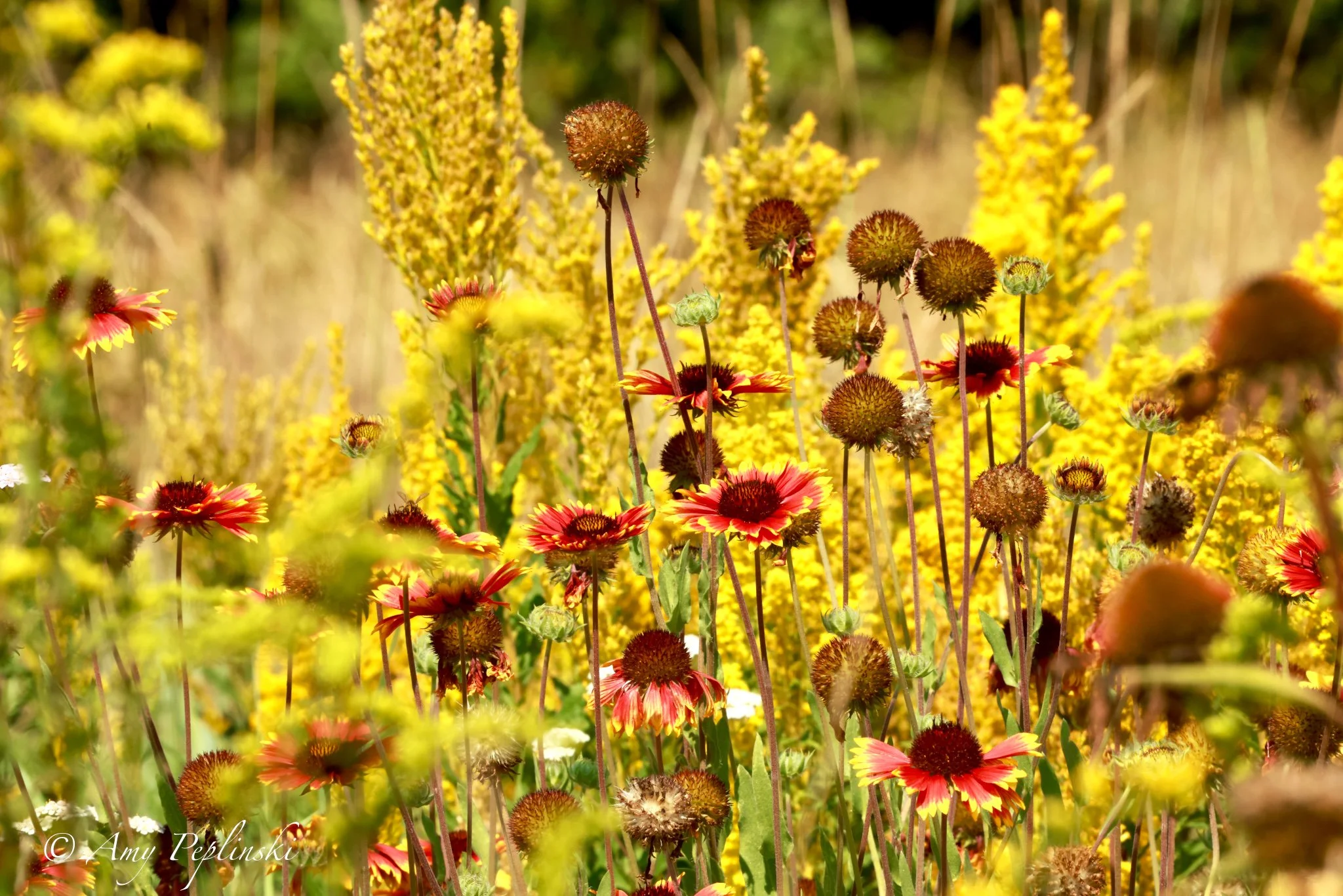 A field of wildflowers