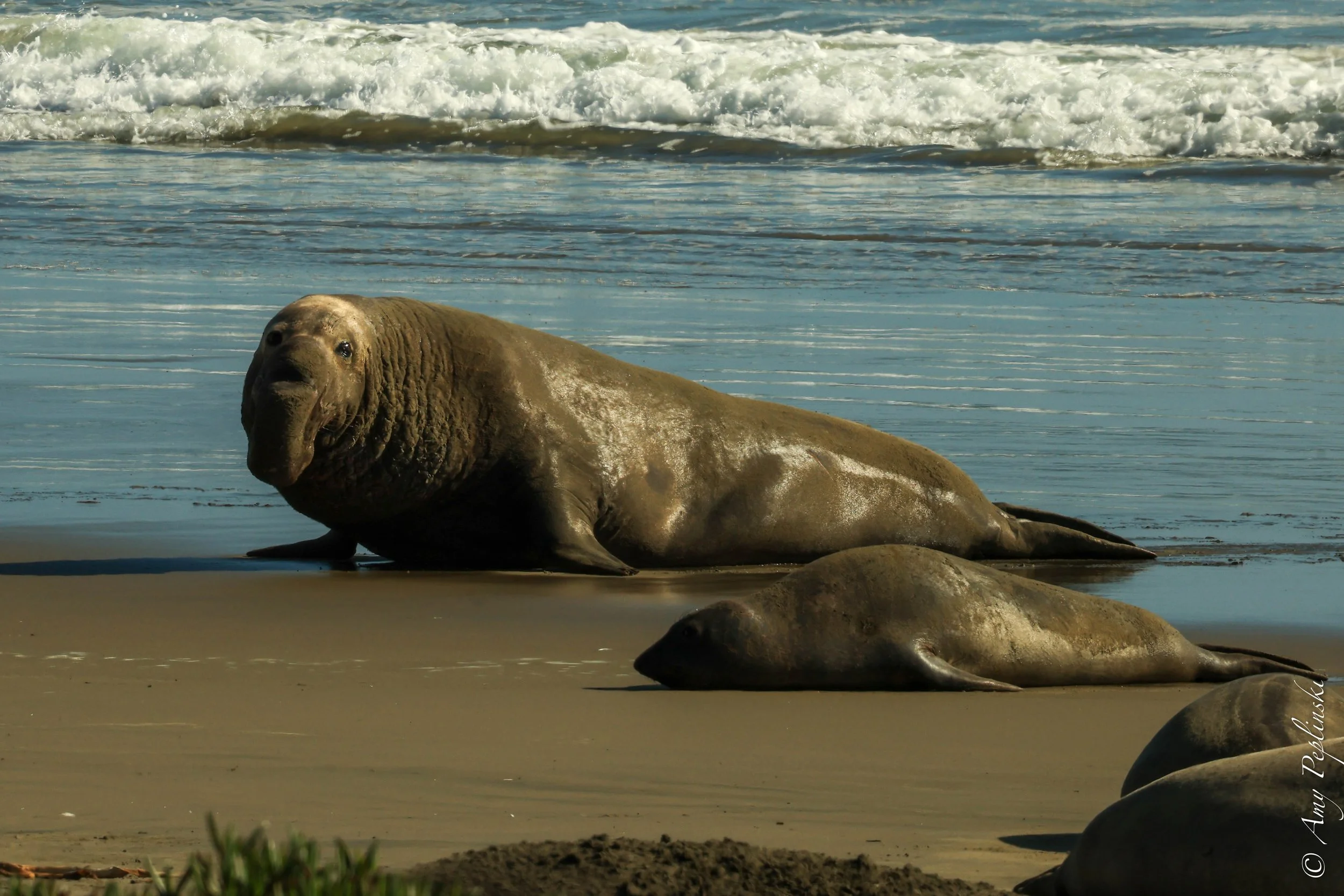 elephant seals- Point Reyes National Seashore CA