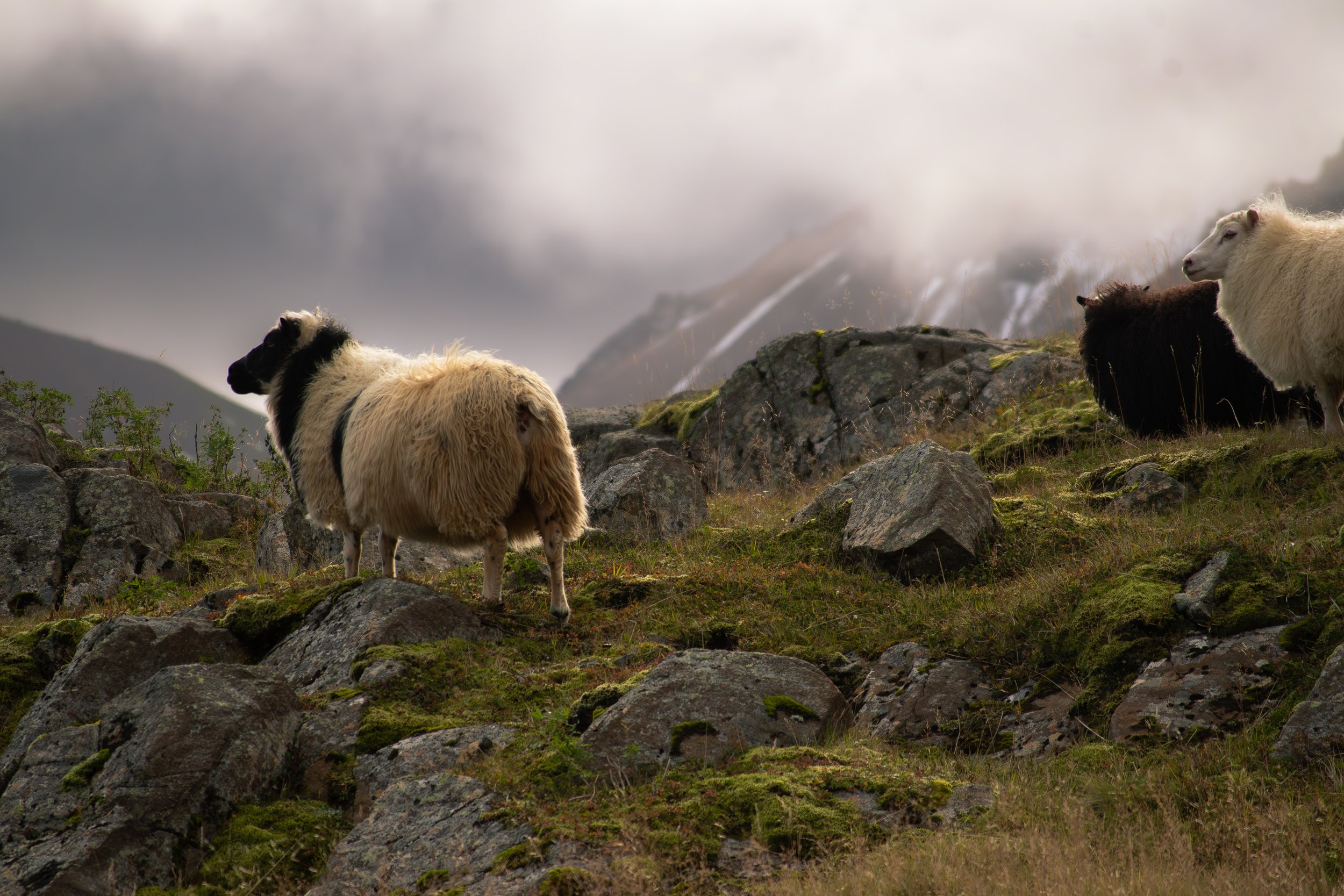 Between Land and Legend: Álfaborg, East Iceland