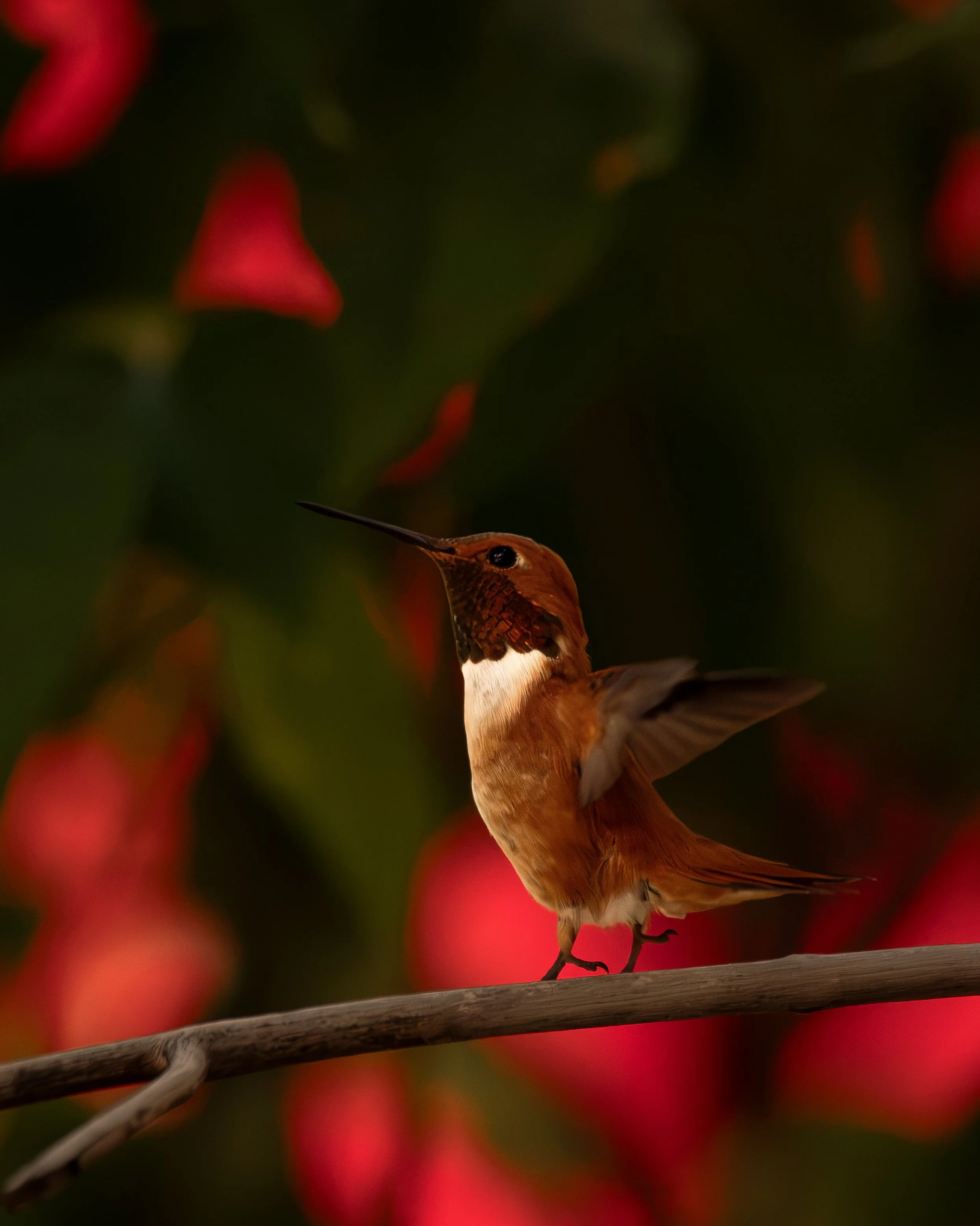 hummer.jpg