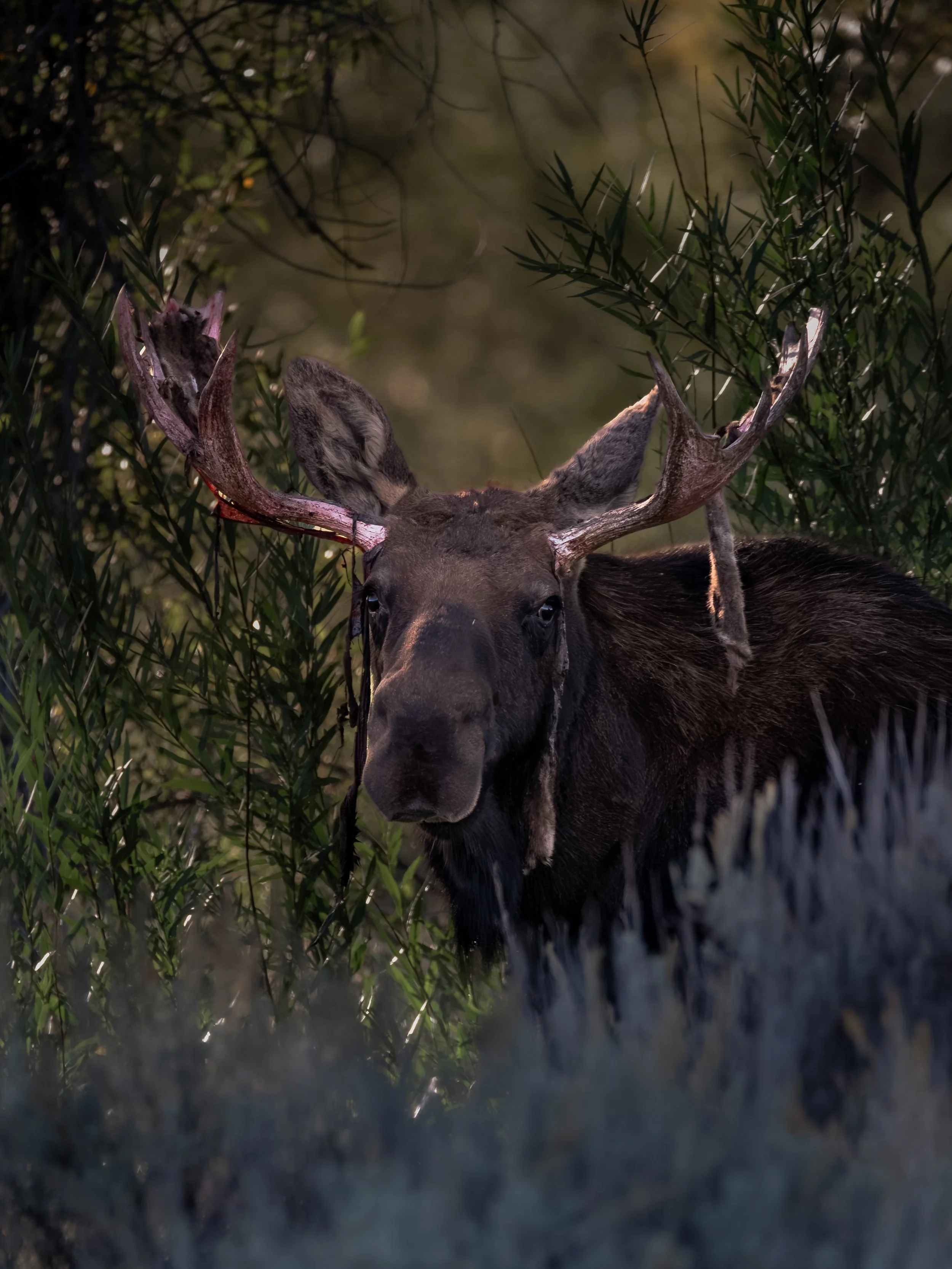 teton-velvet moose.jpg
