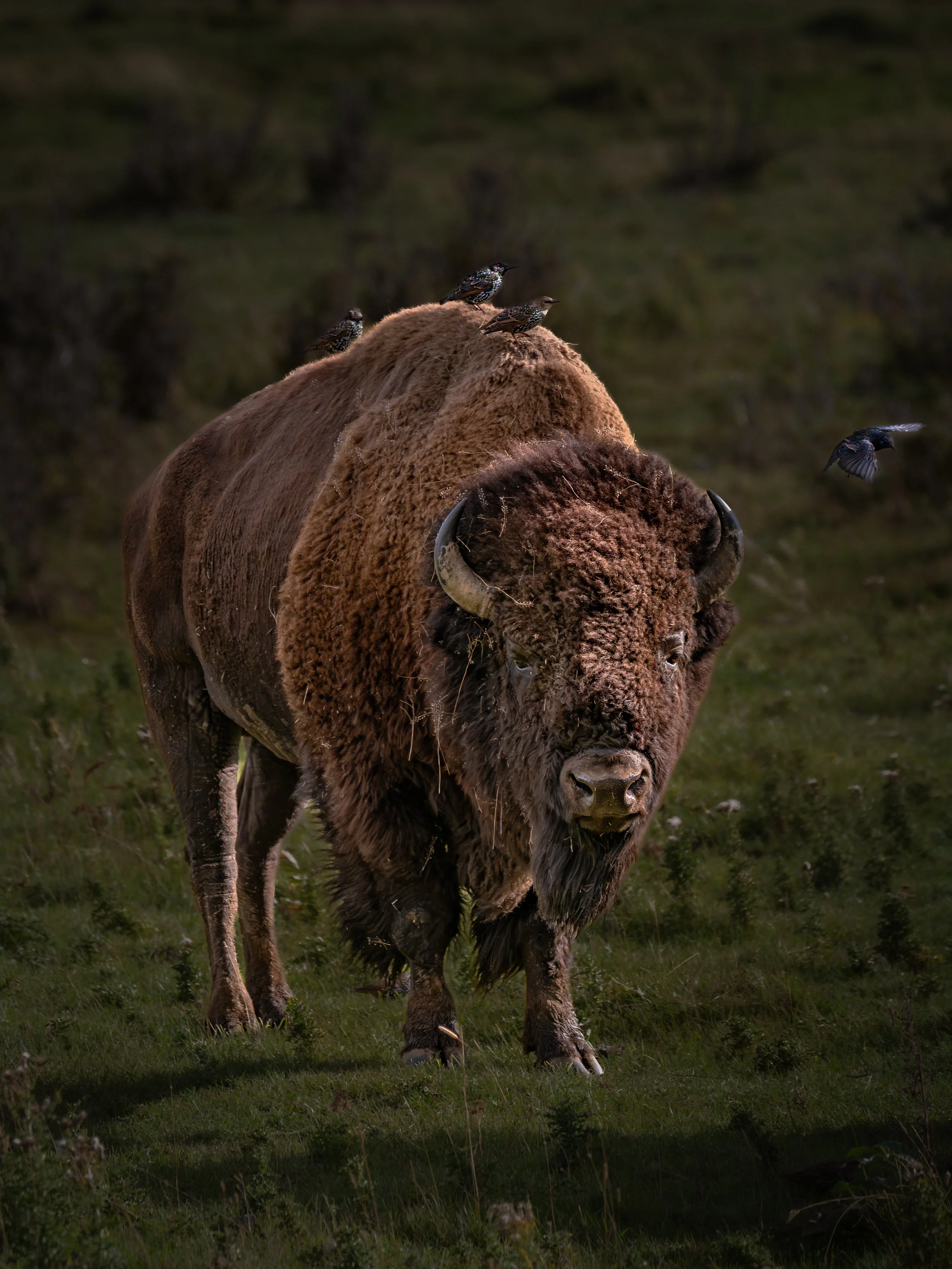 YS-bisonwbirdsontop.jpg