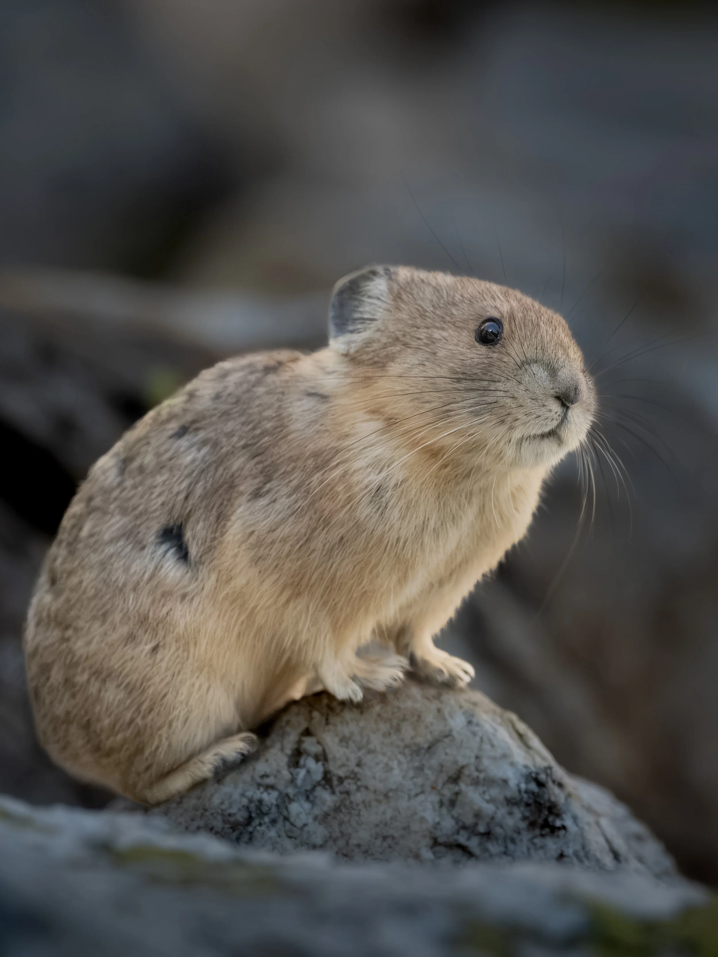 teton-curious pika.jpg