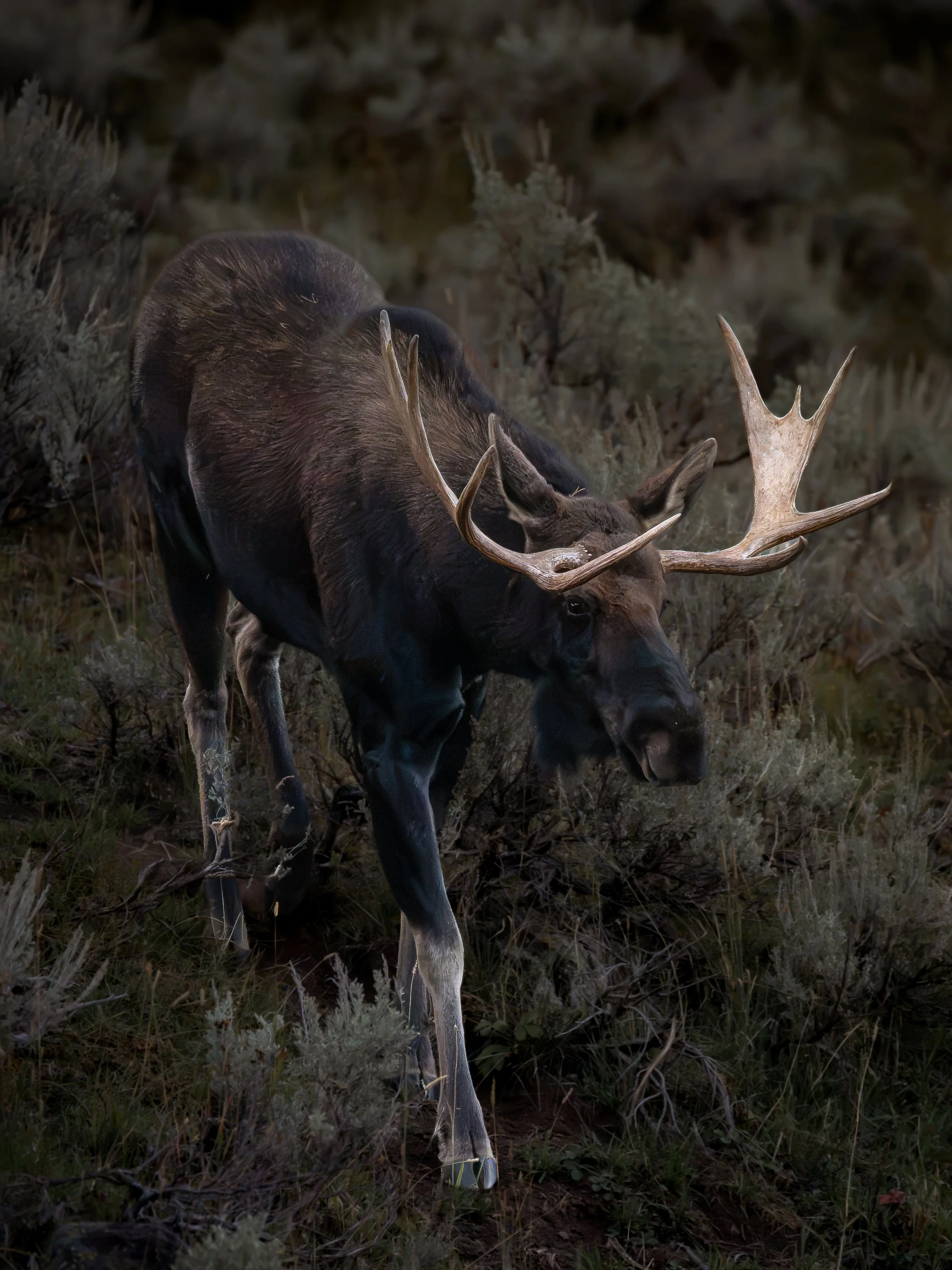 yellowstonemoose.jpg