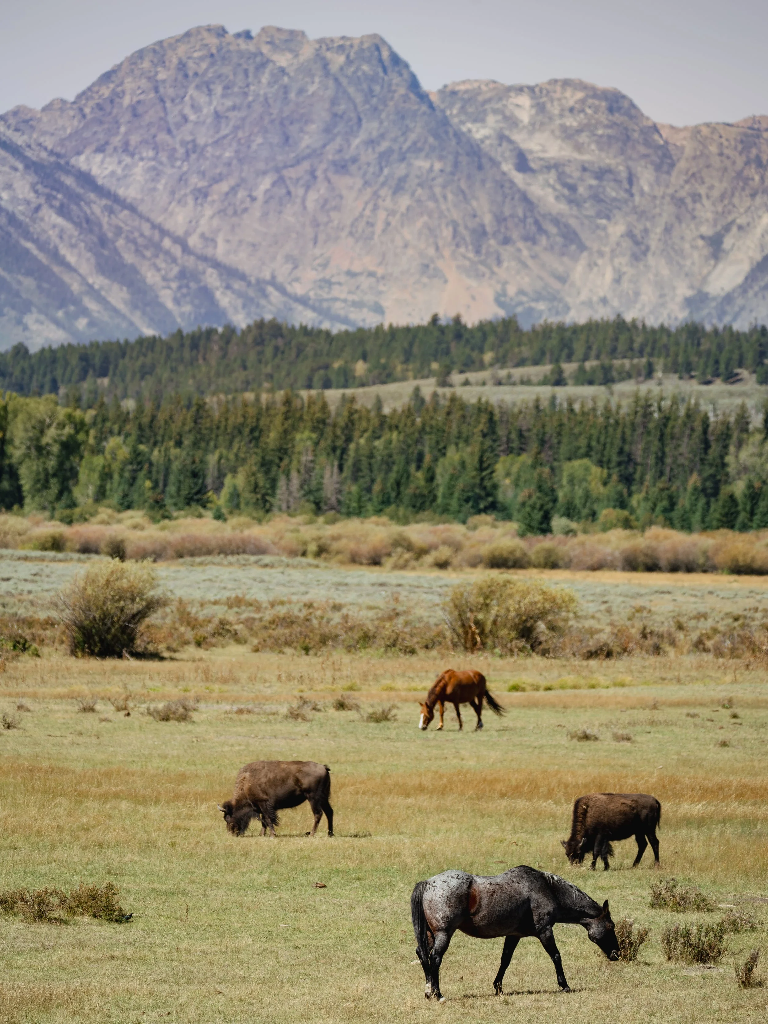 teton-horse n bison.jpg