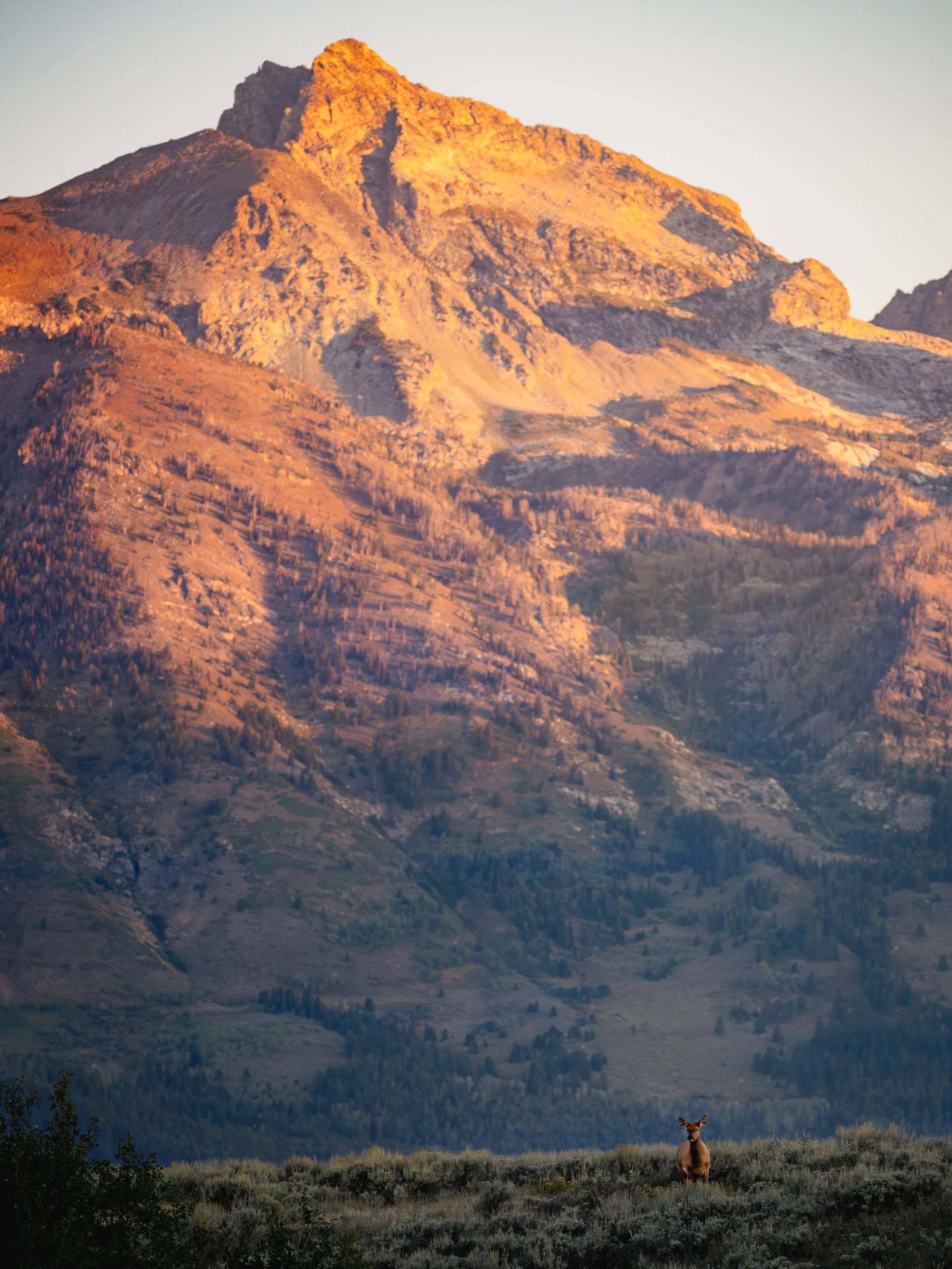 teton-elk on hill.jpg