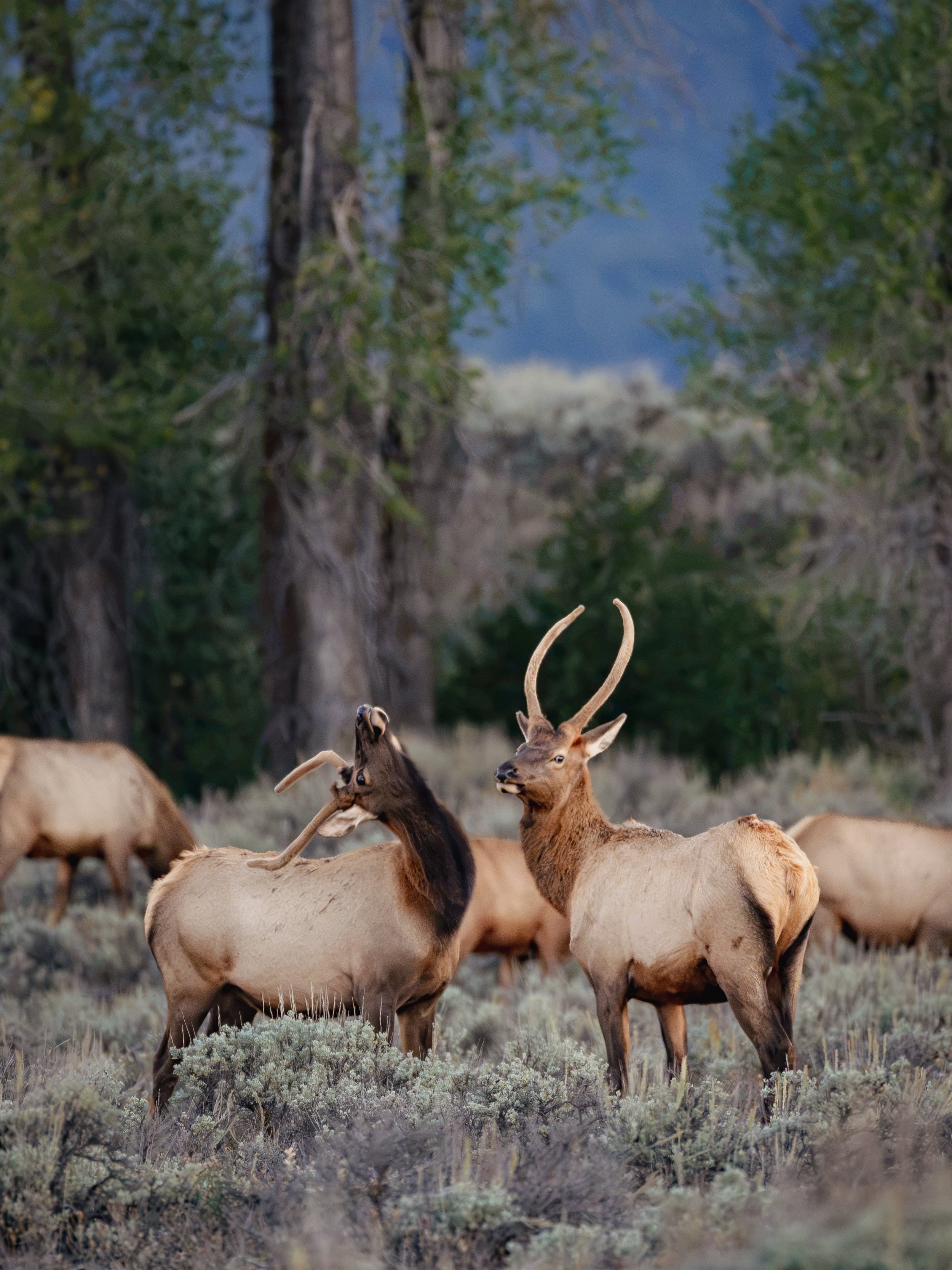 teton-crazy elk.jpg