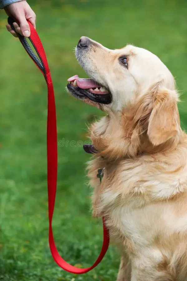 Obedience Training