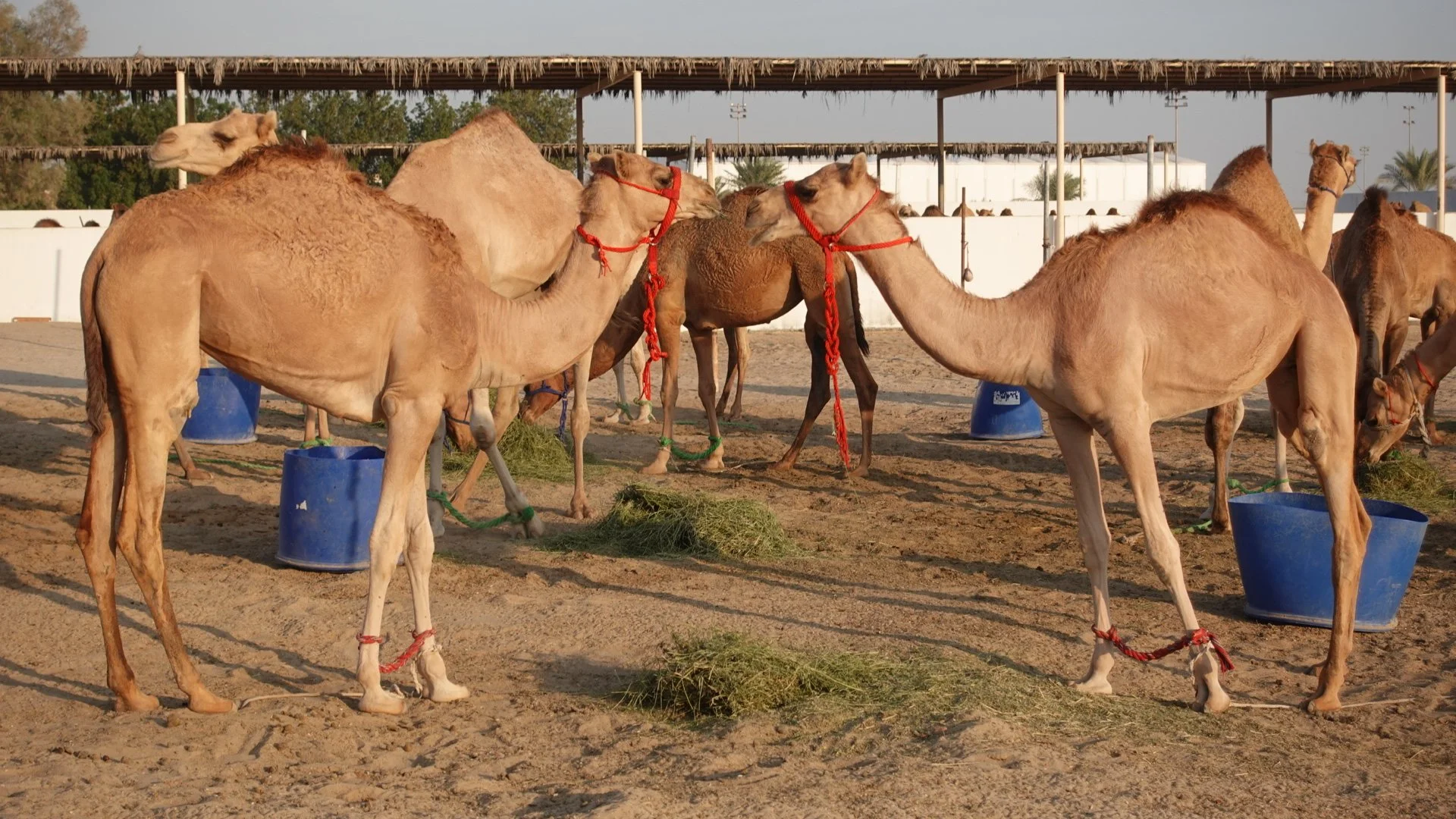 Camels tied to blue buckets in a desert farm with a thatched roof structure in the background.