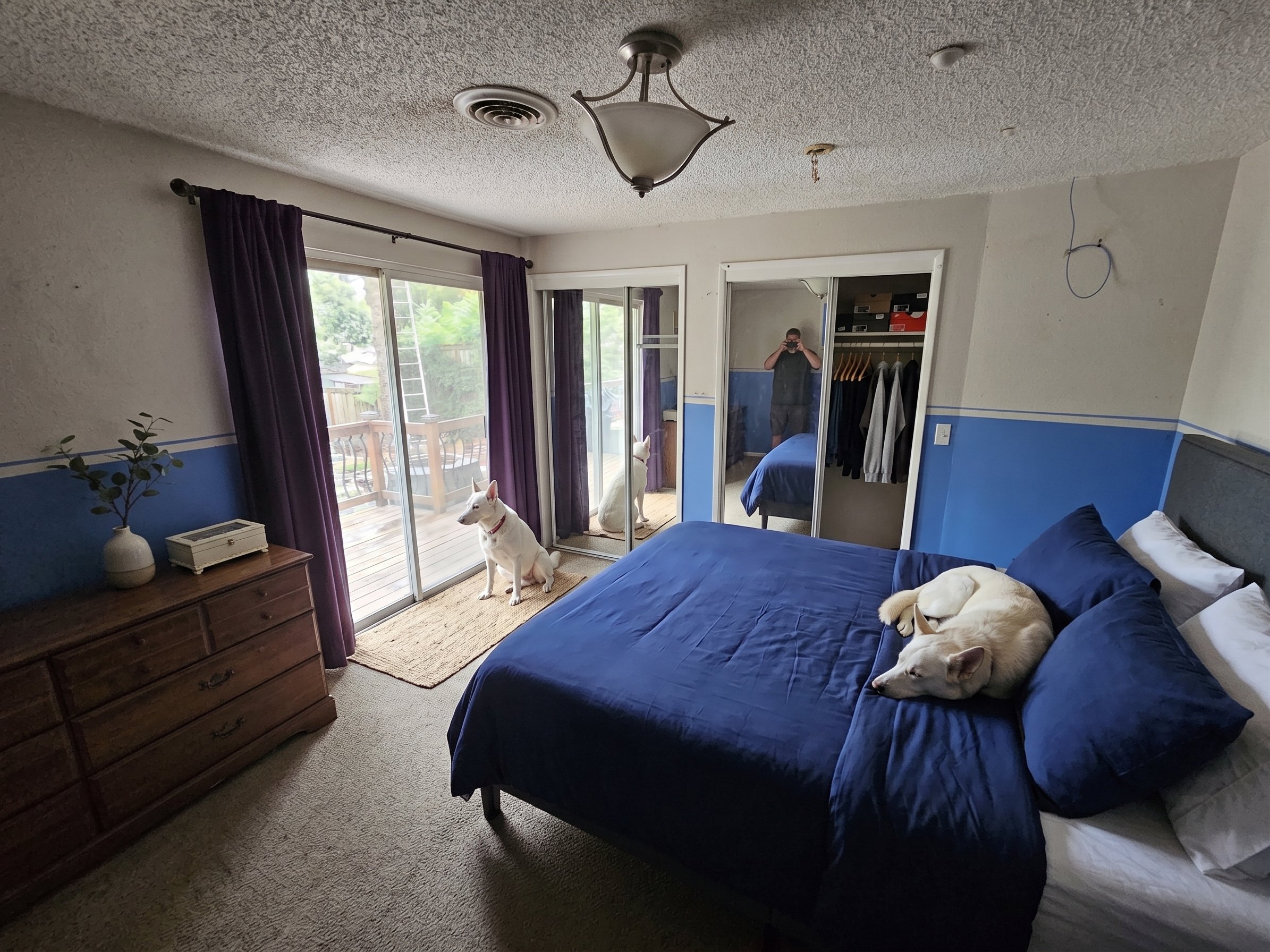 A bedroom with blue walls and a sliding glass door leading to a balcony. There is a wooden dresser with a plant and a small box, a bed with a blue bedspread and pillows, and a mirror closet door. Two dogs are sitting on the bed, one resting its head on a pillow and the other sitting near the sliding door. A person is visible in the reflection of the mirror, taking a photo. Purple curtains are hanging on either side of the sliding door.