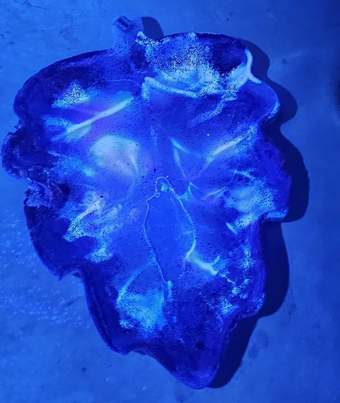 A glowing blue jellyfish floating underwater with a dark background.