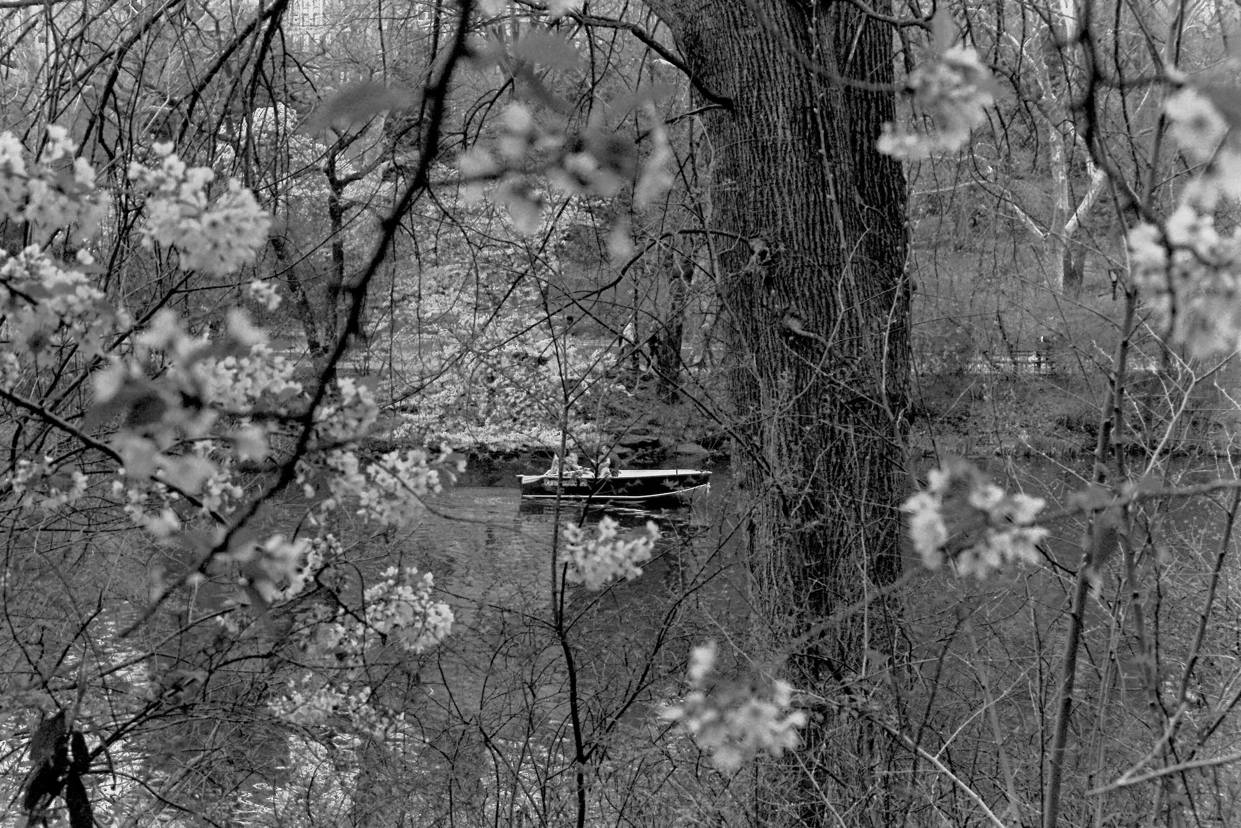 A black and white photograph of a wooded area with a large tree trunk at the center, branches with blooming flowers in the foreground, and a small boat on a river or lake in the background.