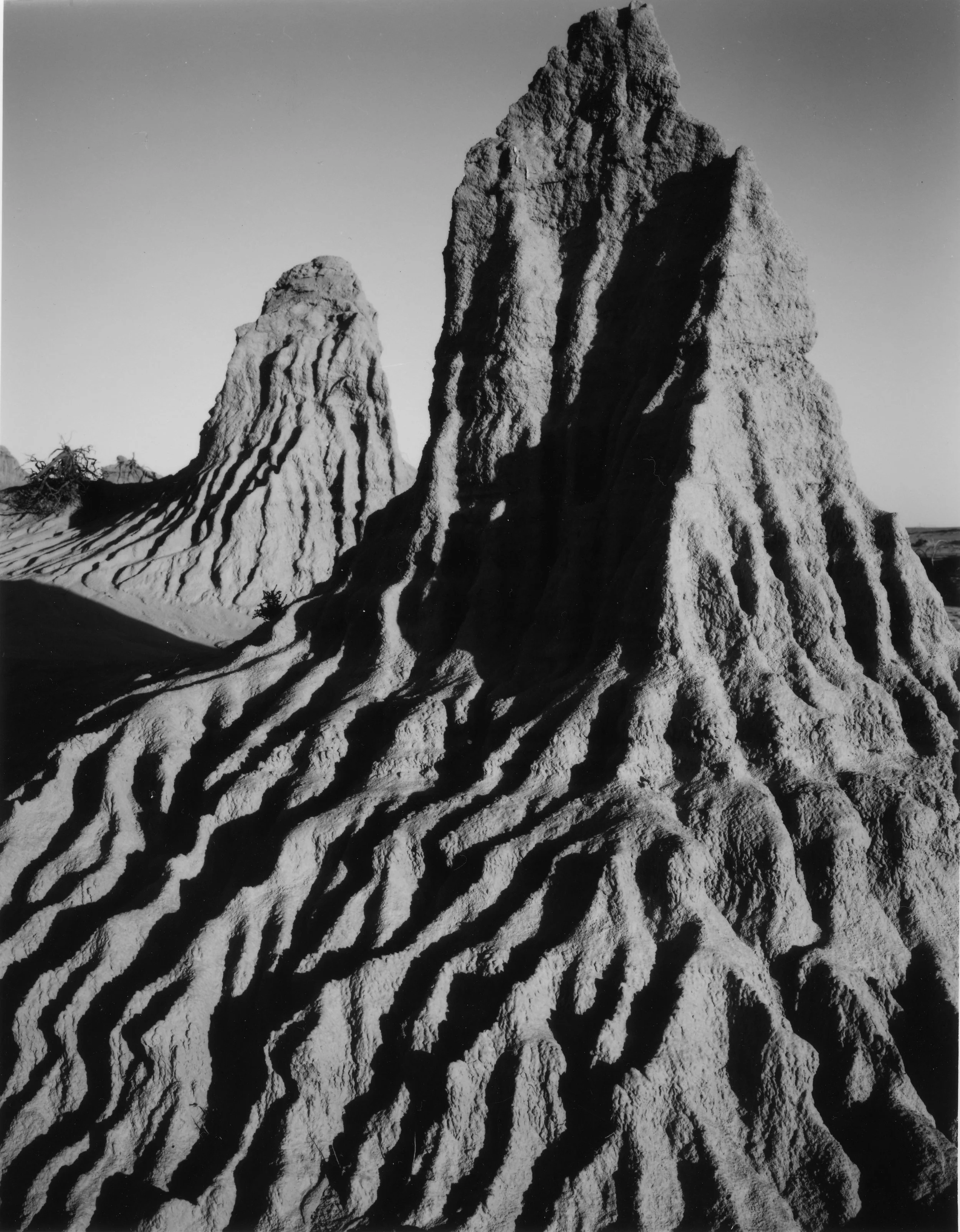 Mungo sentinel.jpg