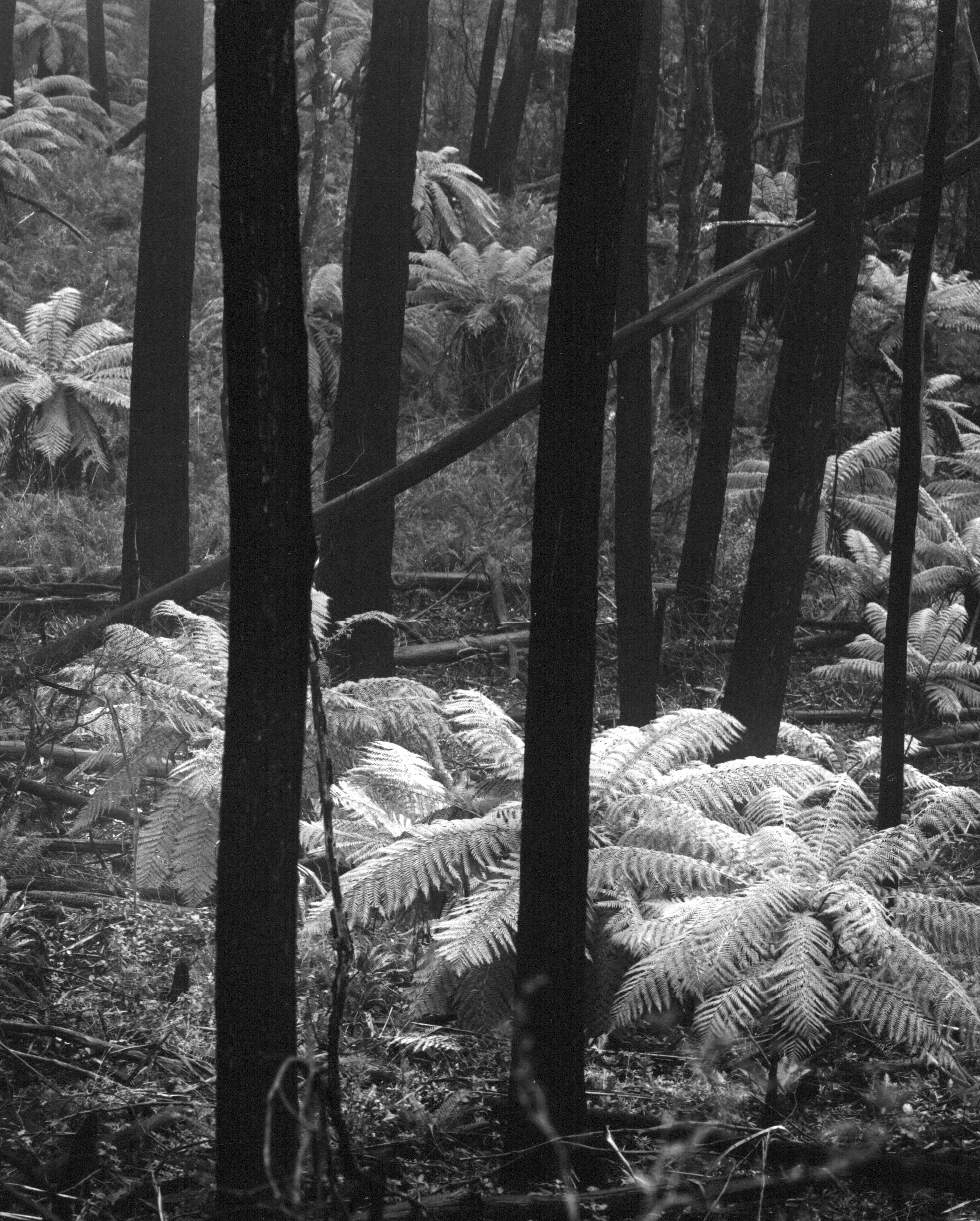 Ferns in burnt forest.jpg