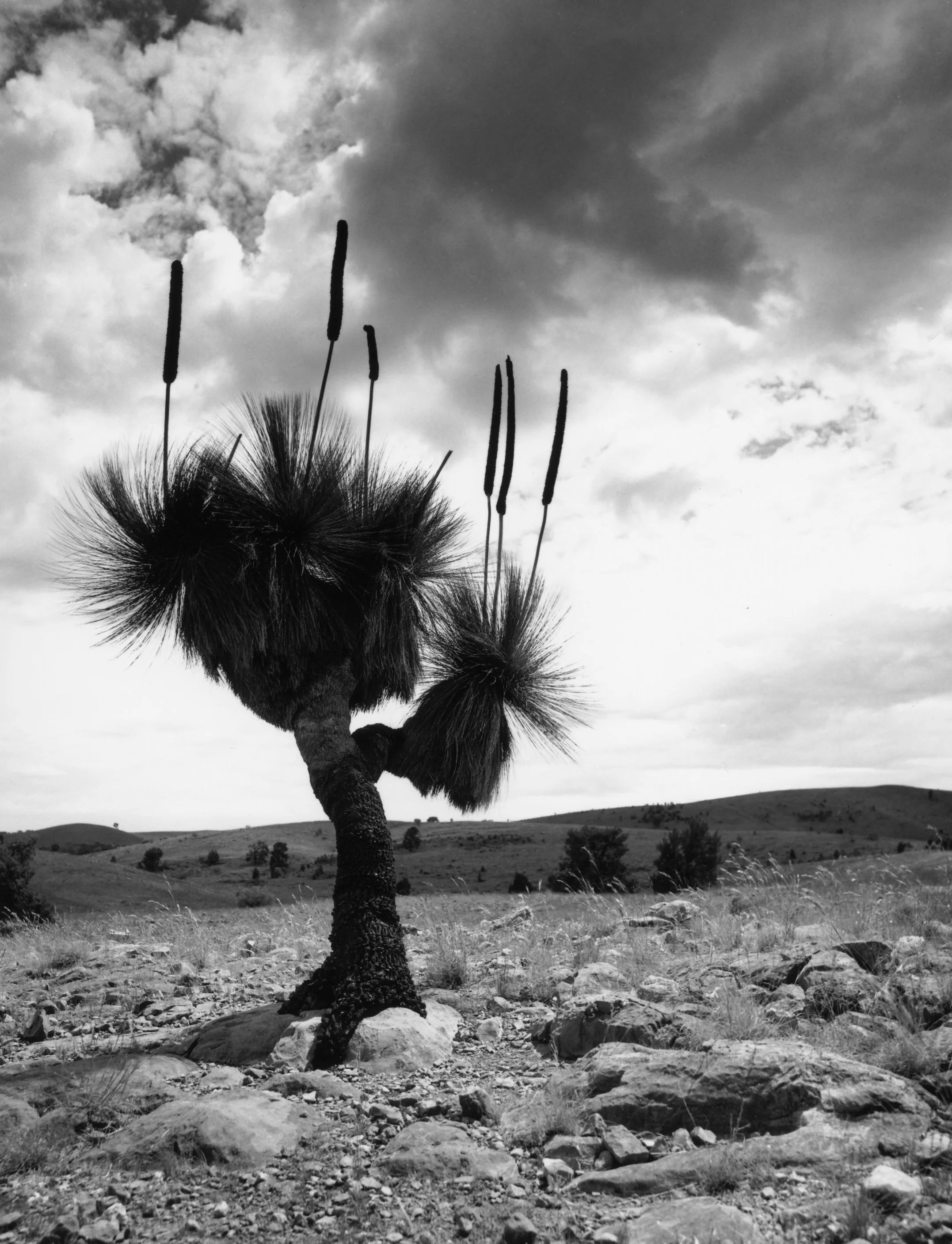 Desert xanthorea
