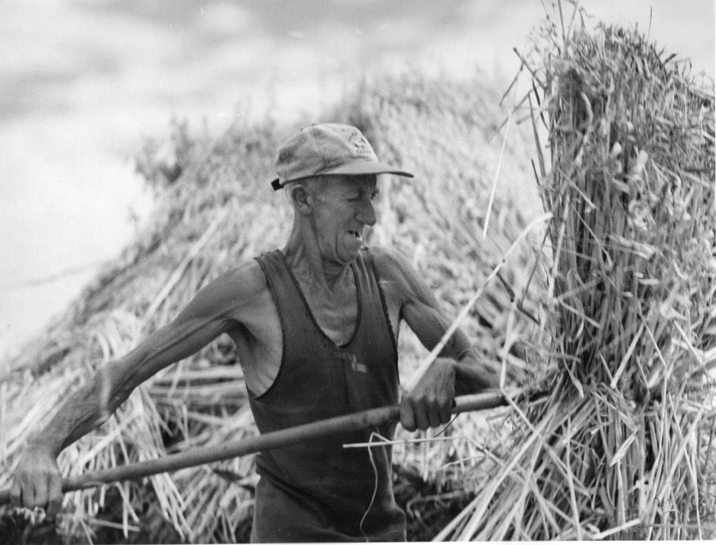 A Clark, Carting the sheaves.jpg