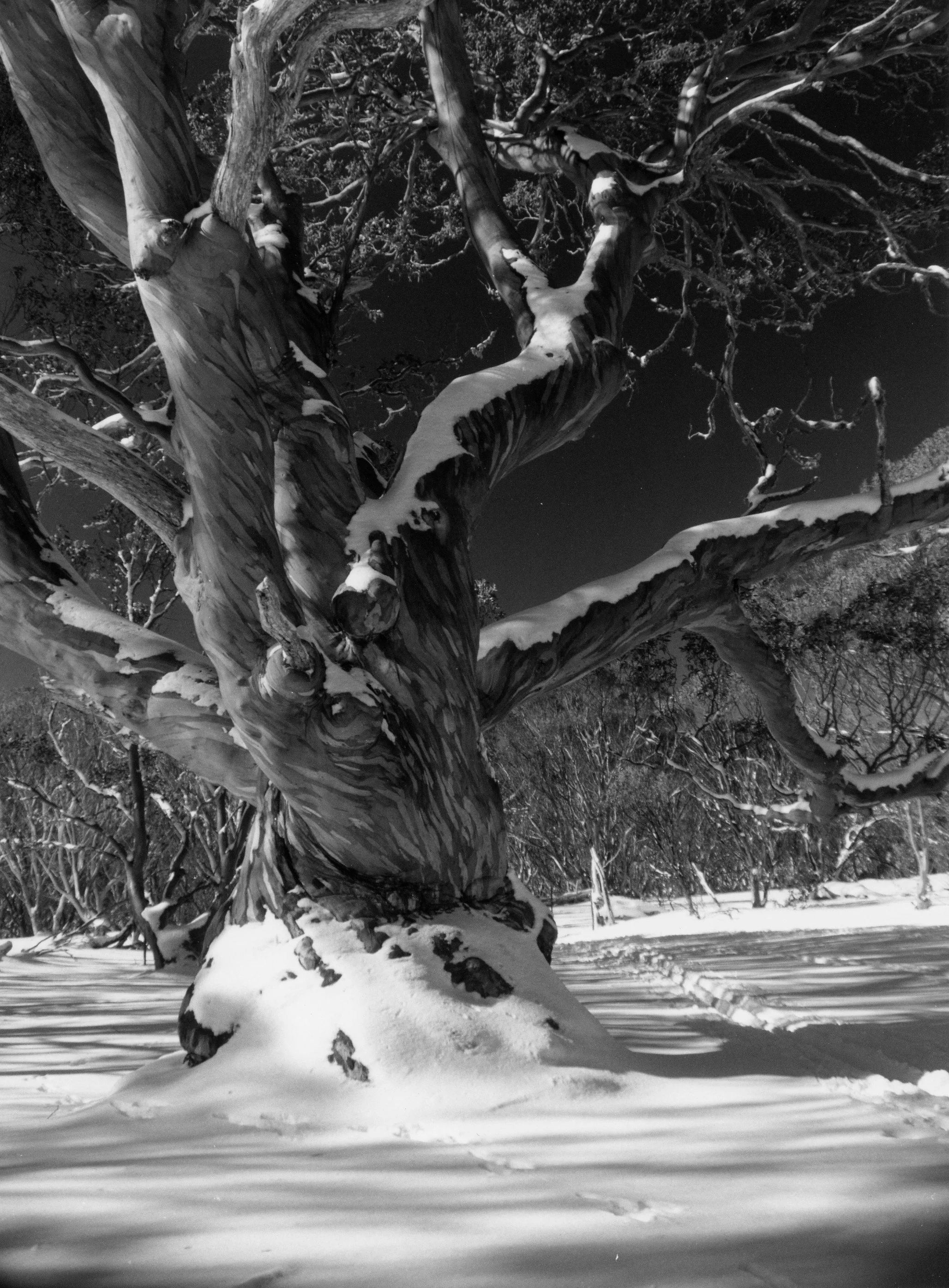 Ancient Snowgum (1).jpeg