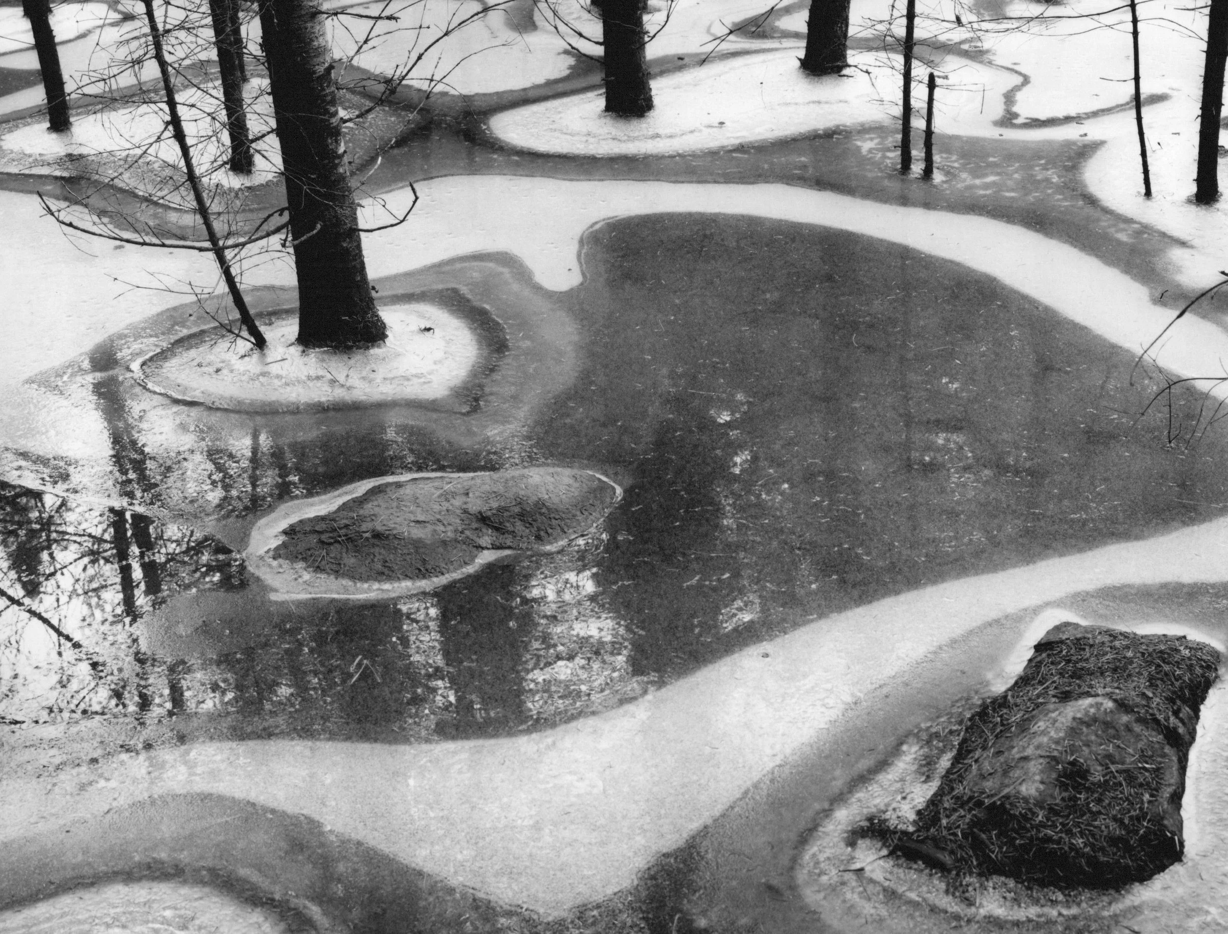 Forest Ice.jpg
