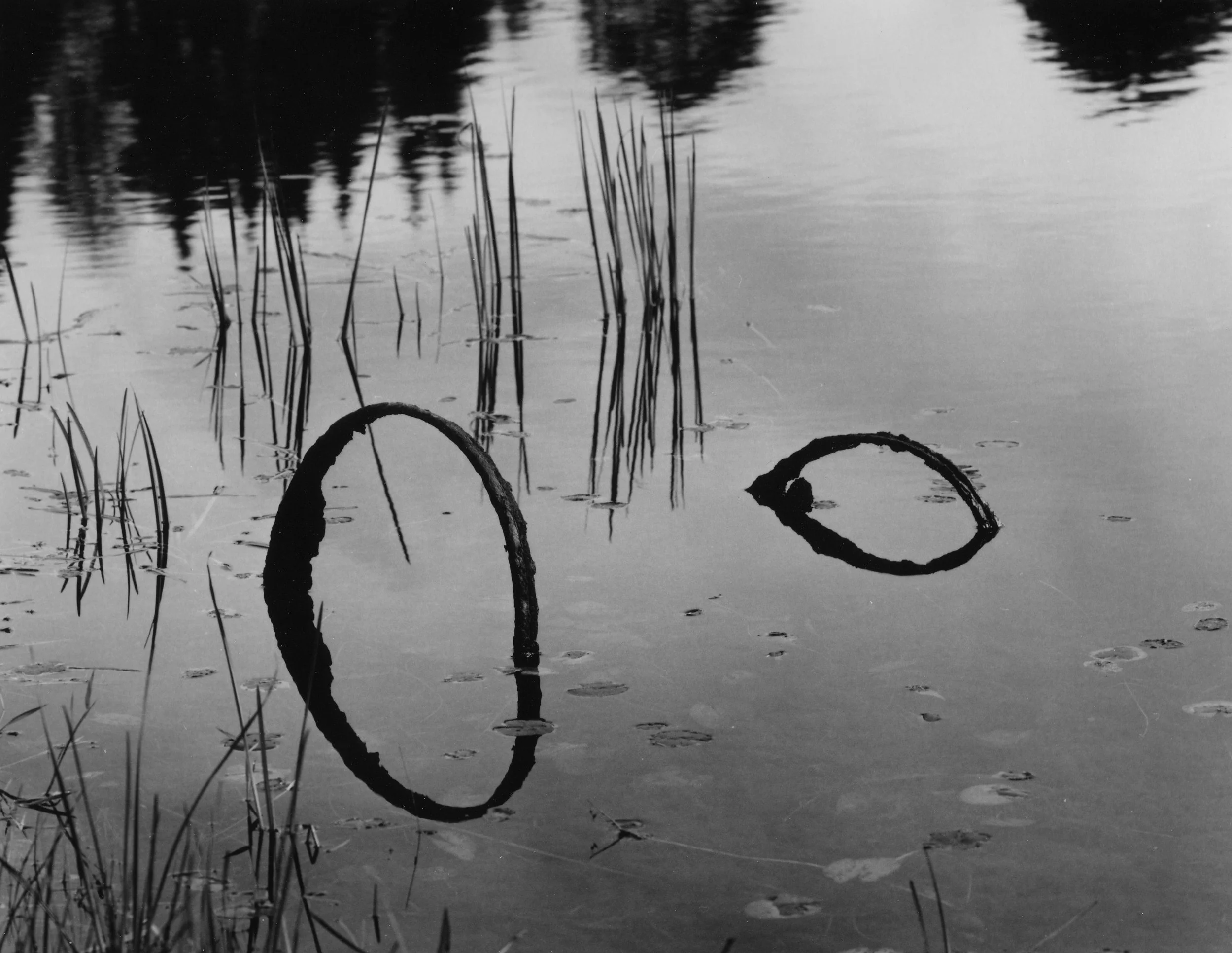 Hoops & Reeds.jpg