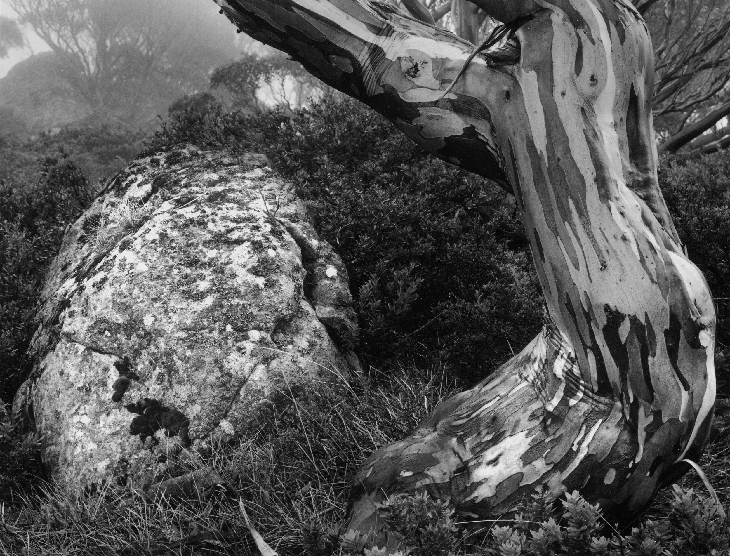 Rock & Snowgum.jpg