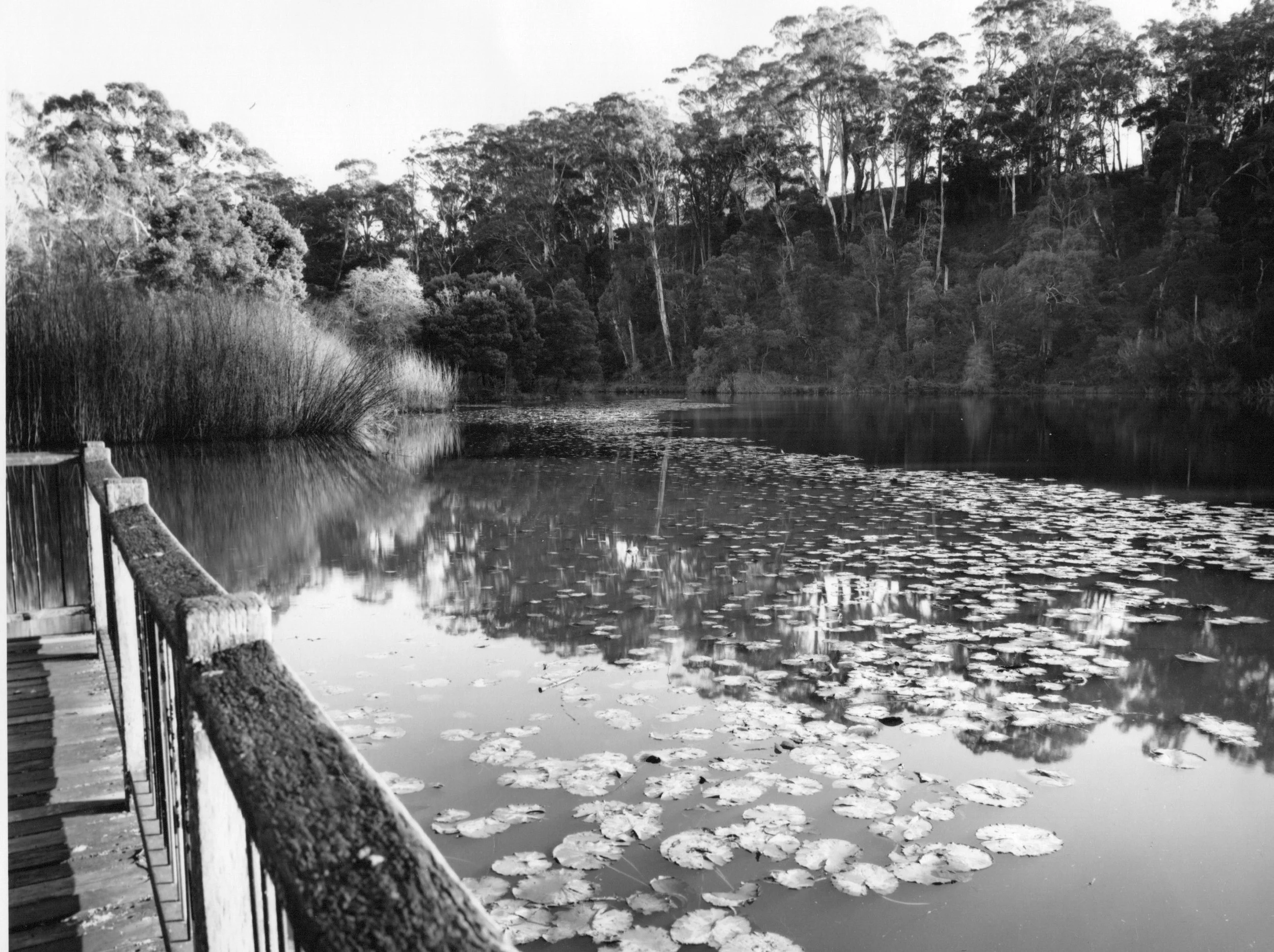 Lake Daylesford.jpg