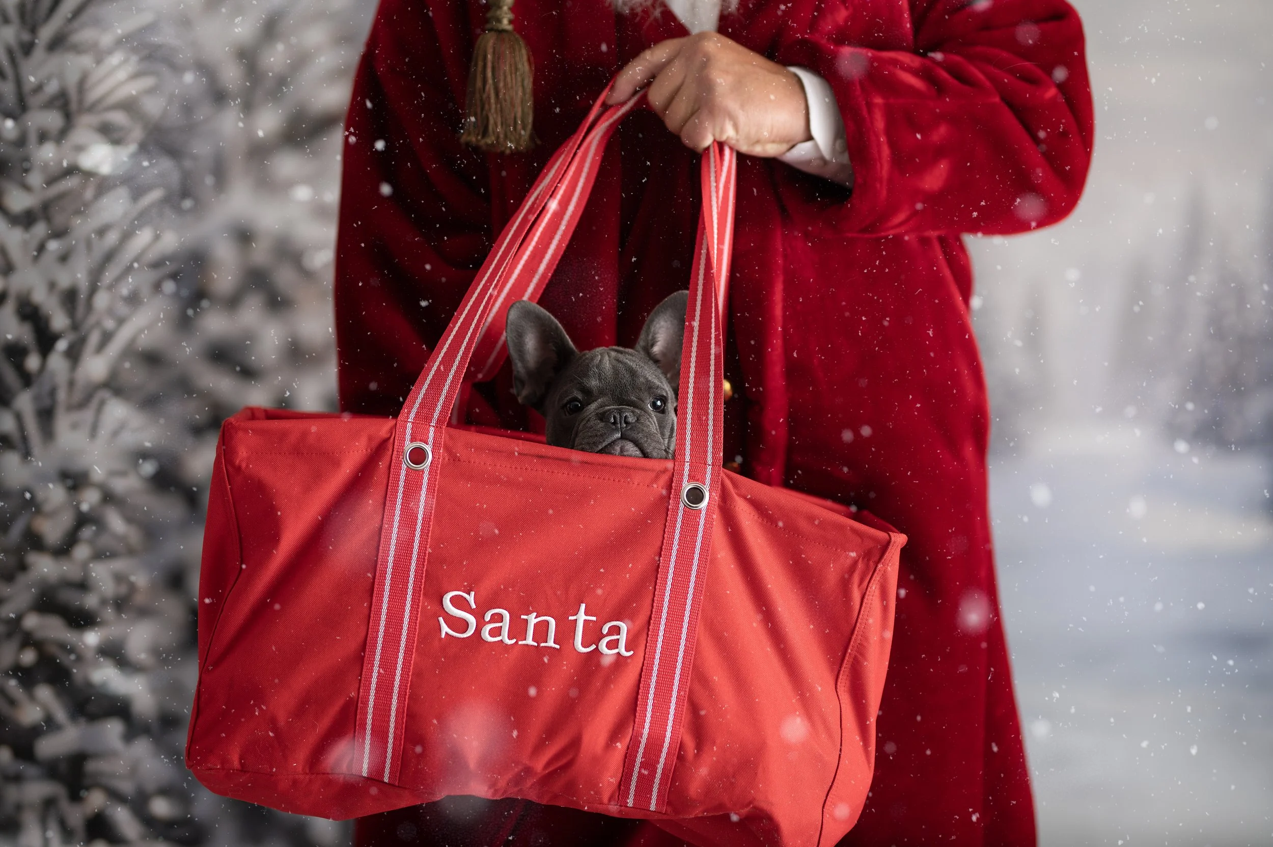 Small pet peeking from a red Santa bag during a snowy Christmas photography session.
