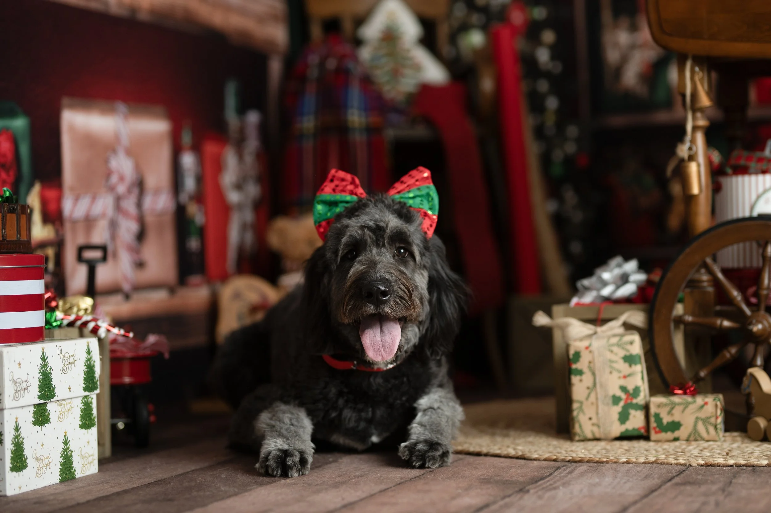 Dog wearing a festive holiday bow while posing in a traditional Christmas photography set.