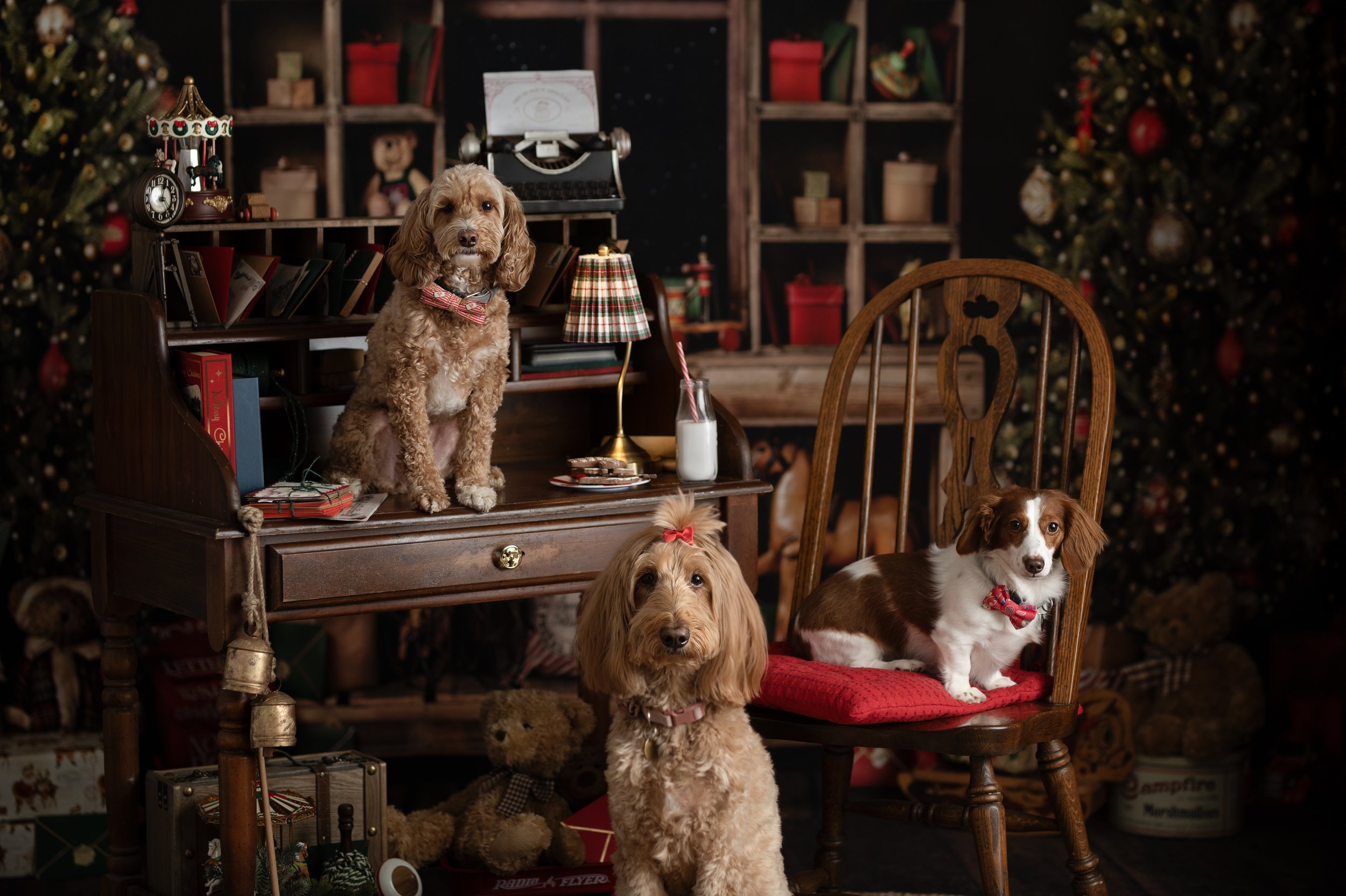 Three dogs posing together in a traditional Christmas photography set with festive holiday decorations.