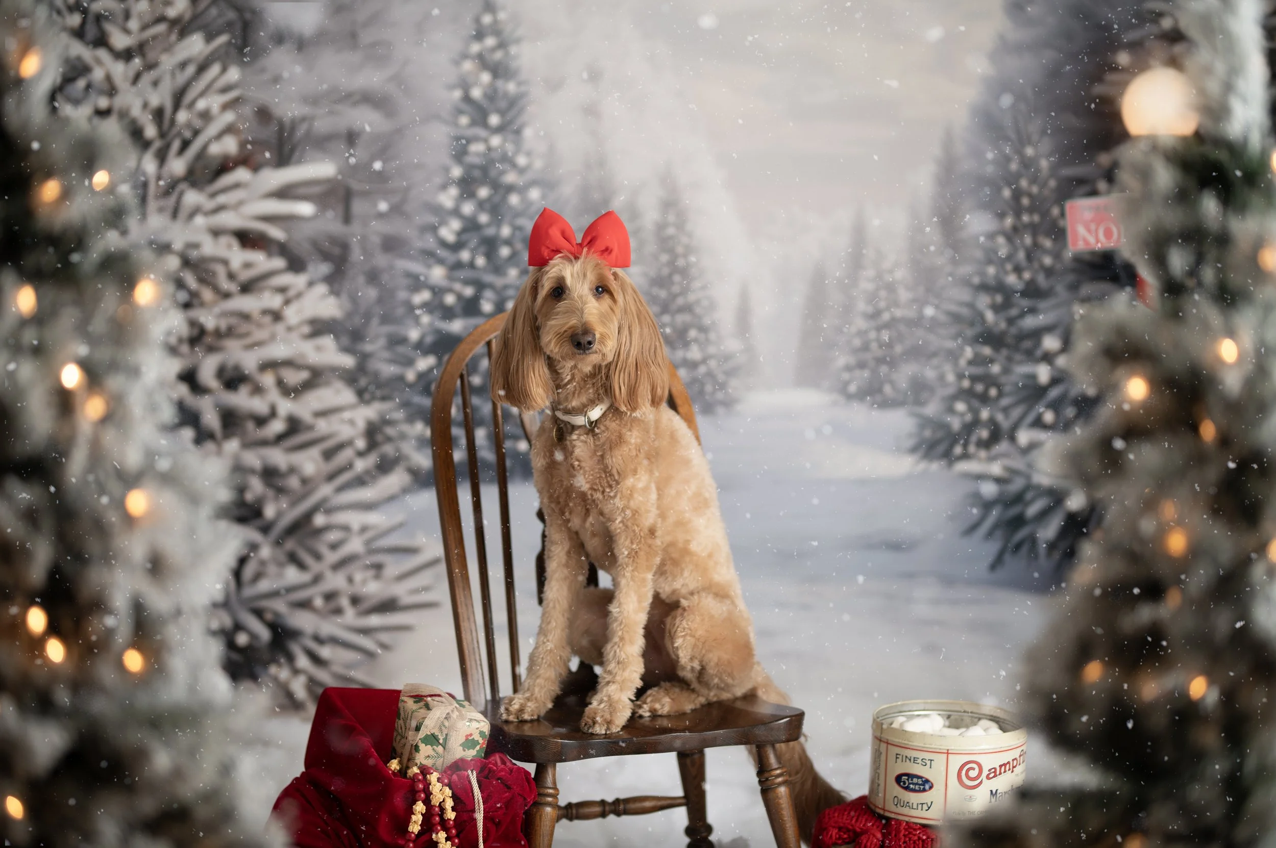 Dog wearing a red bow while posing in a snowy Christmas photography set.