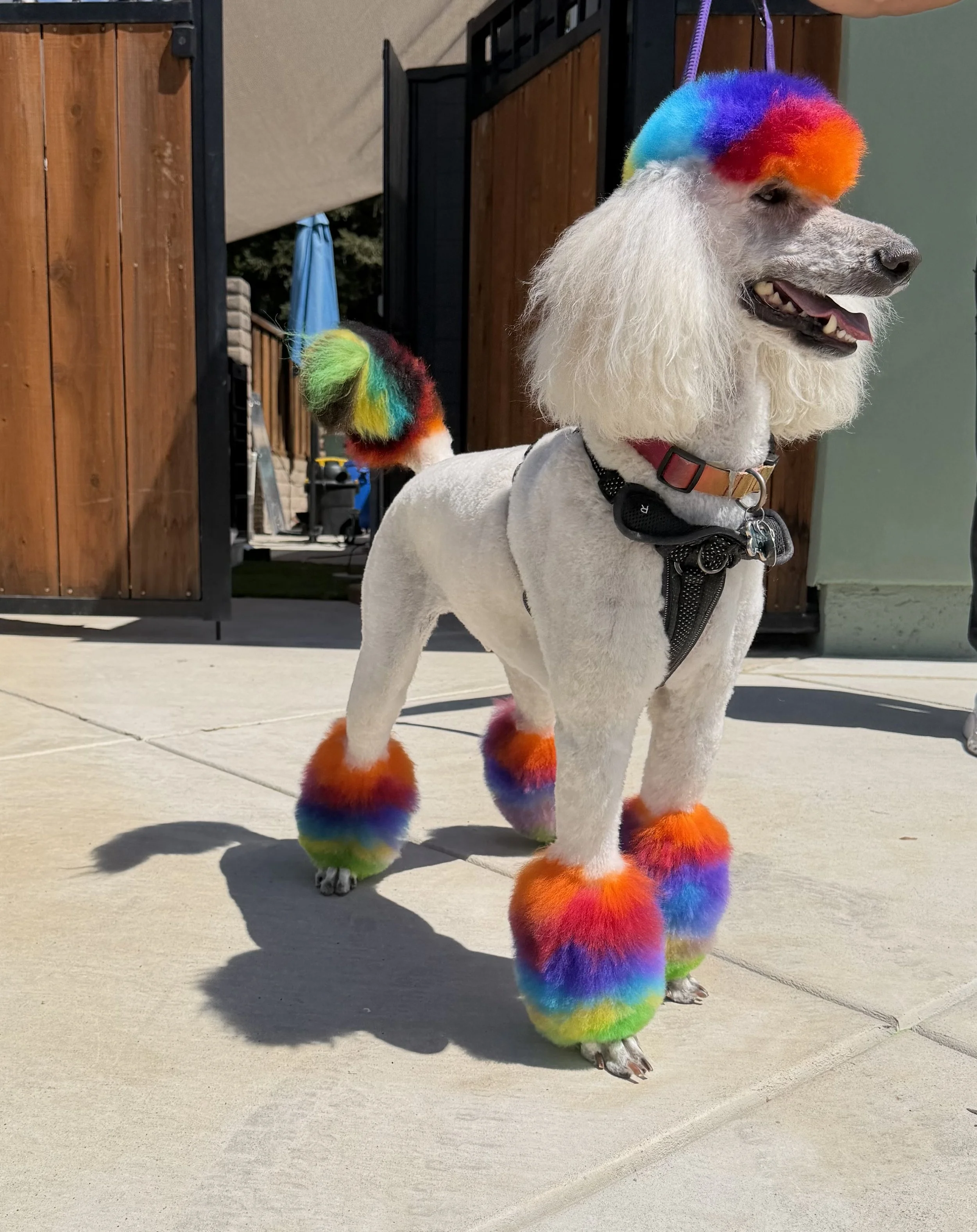 A dog wearing a rainbow-colored fuzzy wig, matching fuzzy tail, and matching fuzzy paws, with a white hoodie and a collar, standing on a sidewalk in front of a wooden fence and outdoor furniture.