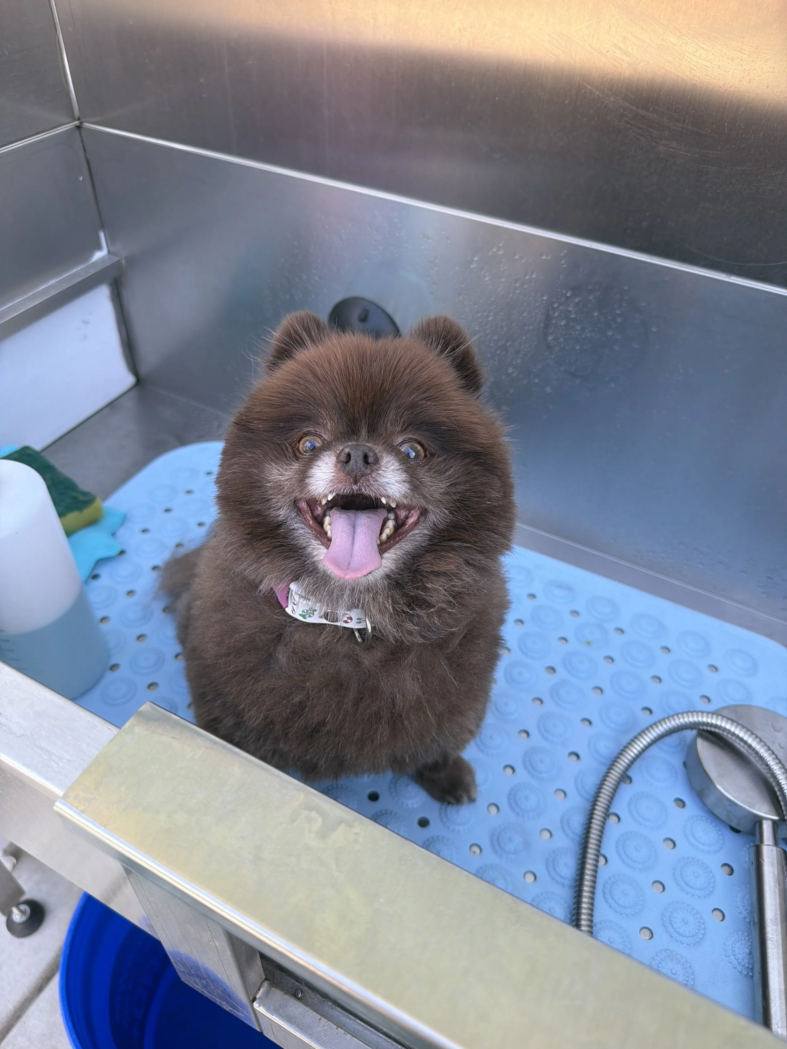A small, fluffy brown dog with its tongue out, sitting inside a metal kennel with a blue non-slip mat and some cleaning supplies visible.