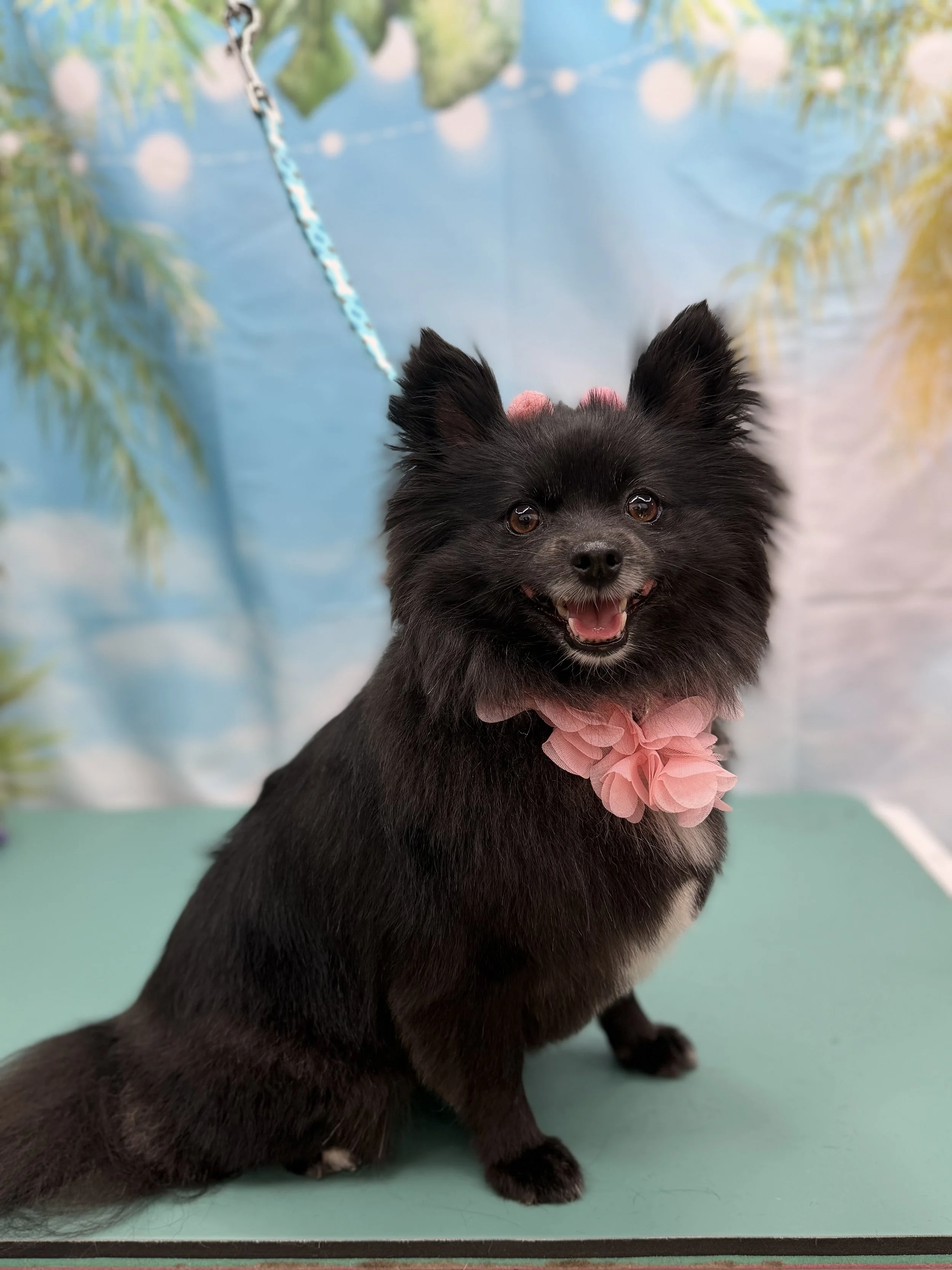 A small black dog with fluffy fur and big ears, wearing a pink flower accessory around its neck, standing on a pastel green surface with a colorful background of blue, green, and white.