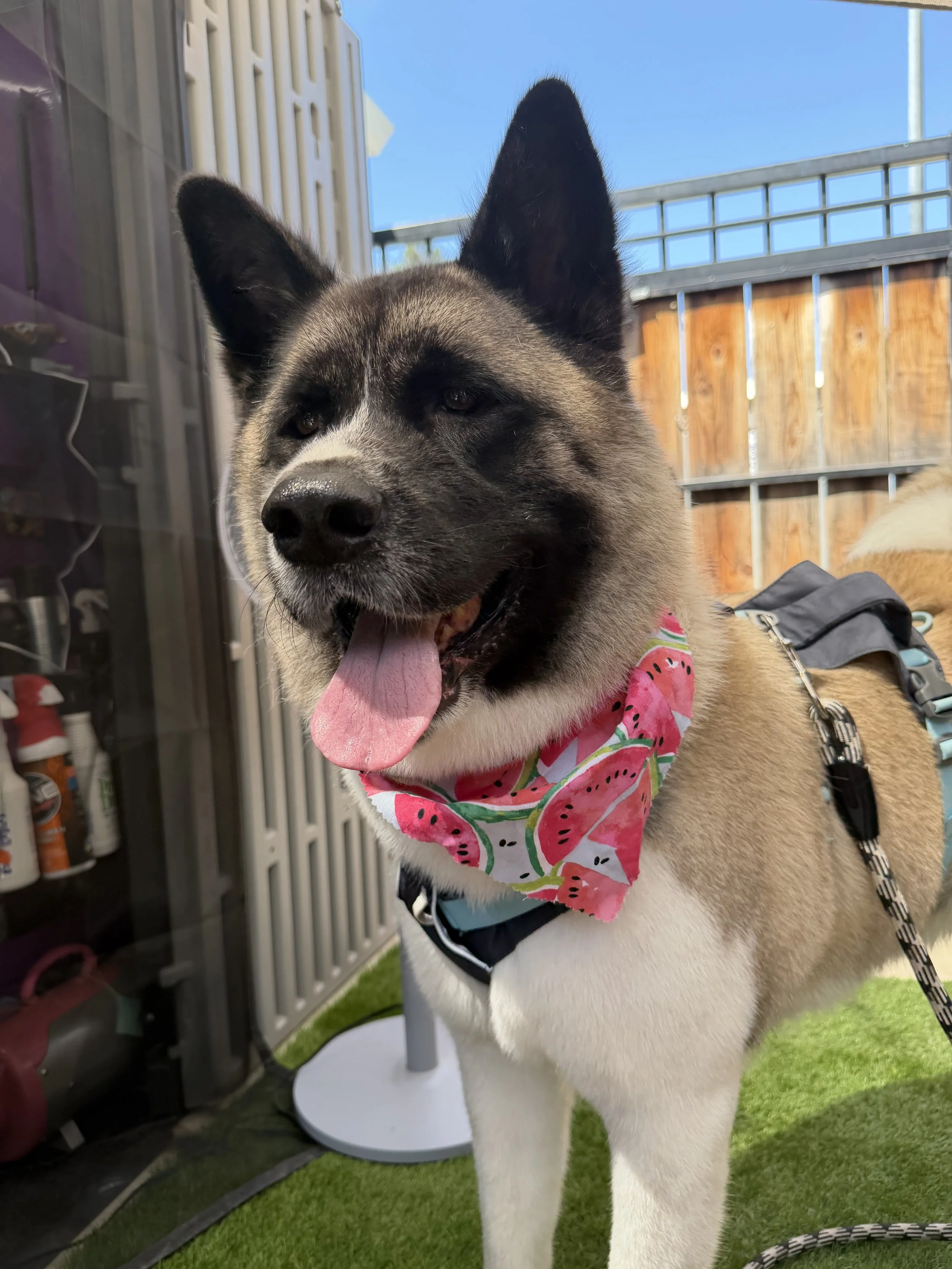A Siberian Husky wearing a pink bandana with watermelon print, standing outside on a sunny day, with a wooden fence and a fan in the background.