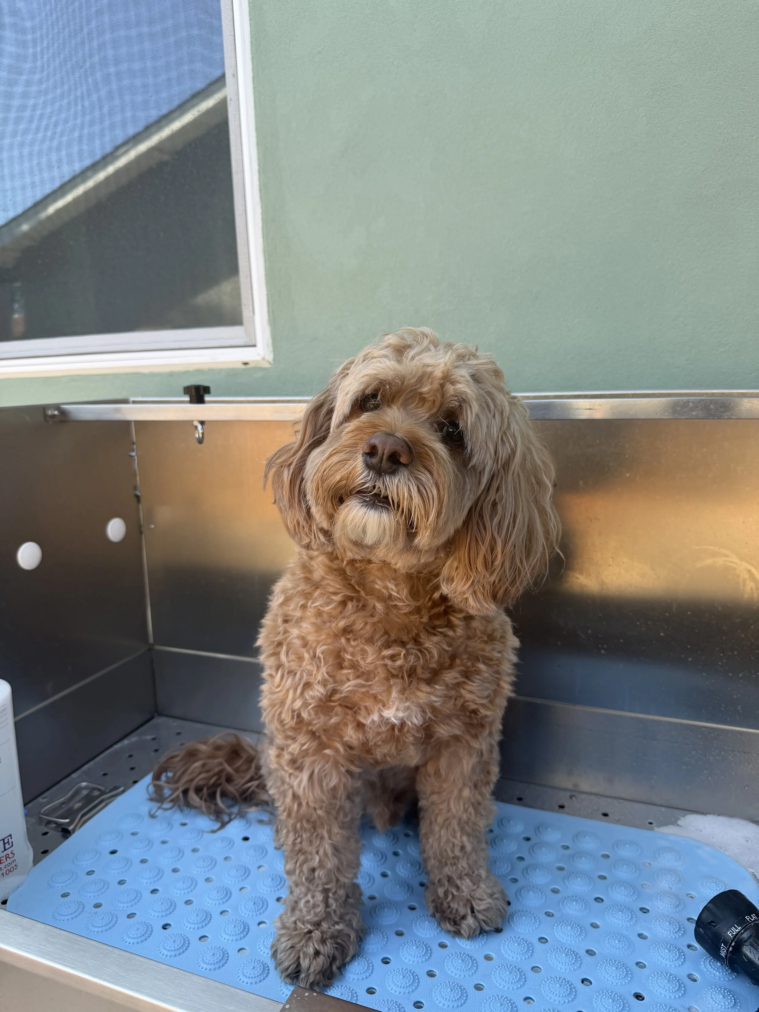 A small brown curly-haired dog sitting on a blue padded mat inside a stainless steel kennel, looking at the camera.