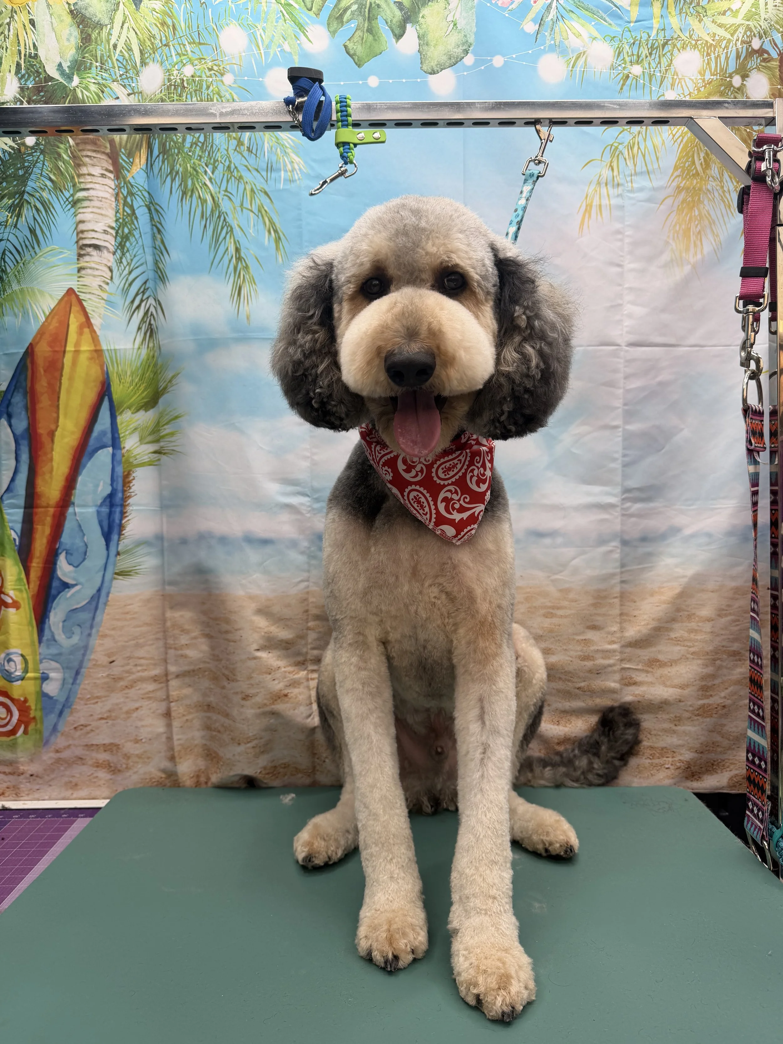 A puppy sitting on a green grooming table, with a background depicting a beach scene with palm trees and surfboards, wearing a red bandana, looking at the camera with its tongue out.