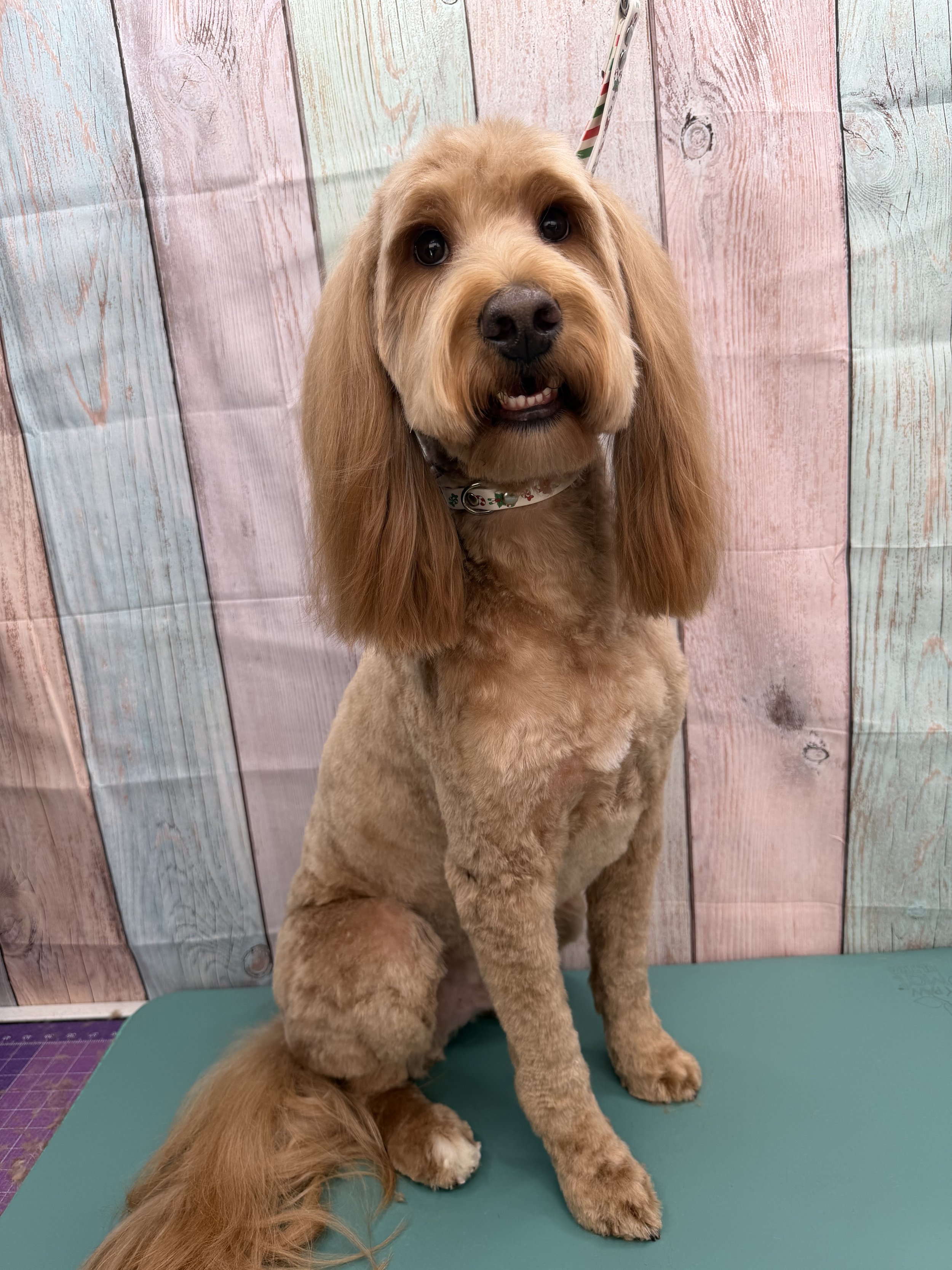 Golden retriever sitting on a grooming table with a colorful wooden wall background.