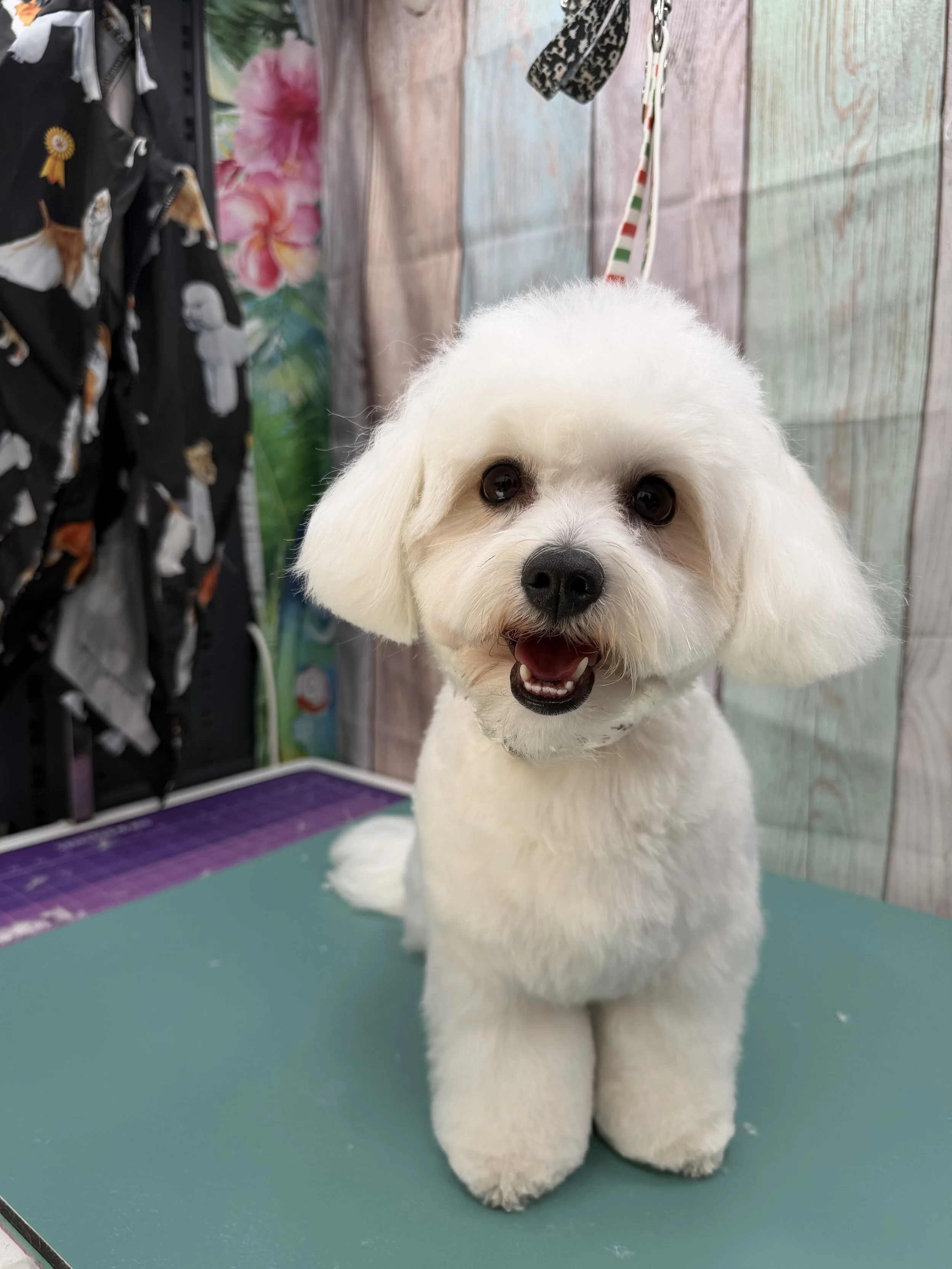 A white fluffy dog with a happy expression and open mouth, standing on a grooming table with a colorful background and grooming accessories.