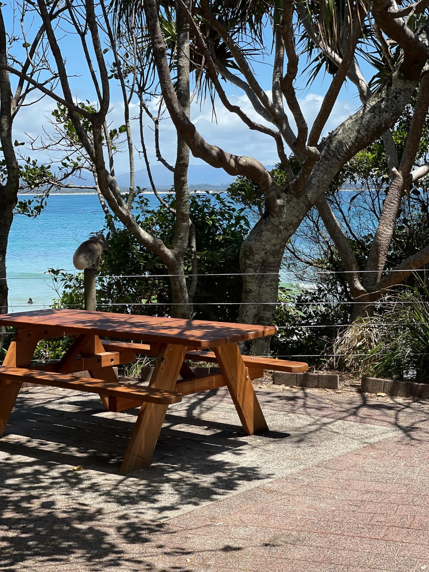 🌈🩵🐨The famous koala was out and about yesterday, enjoying a perfect day near the beach 🌈🩵🐨