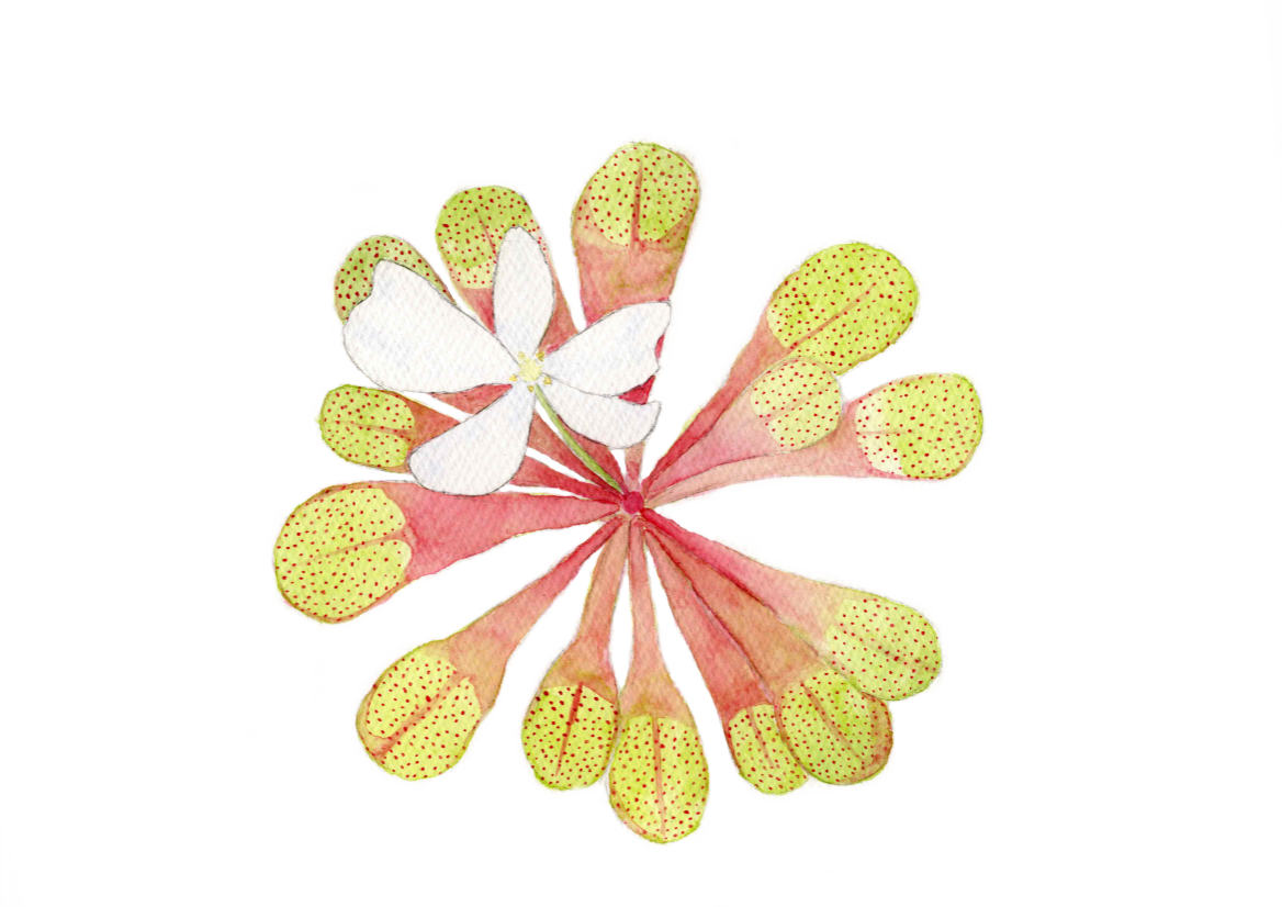 A white flower grows in the centre of a florret of pink leaves with bright green dotty lobes.