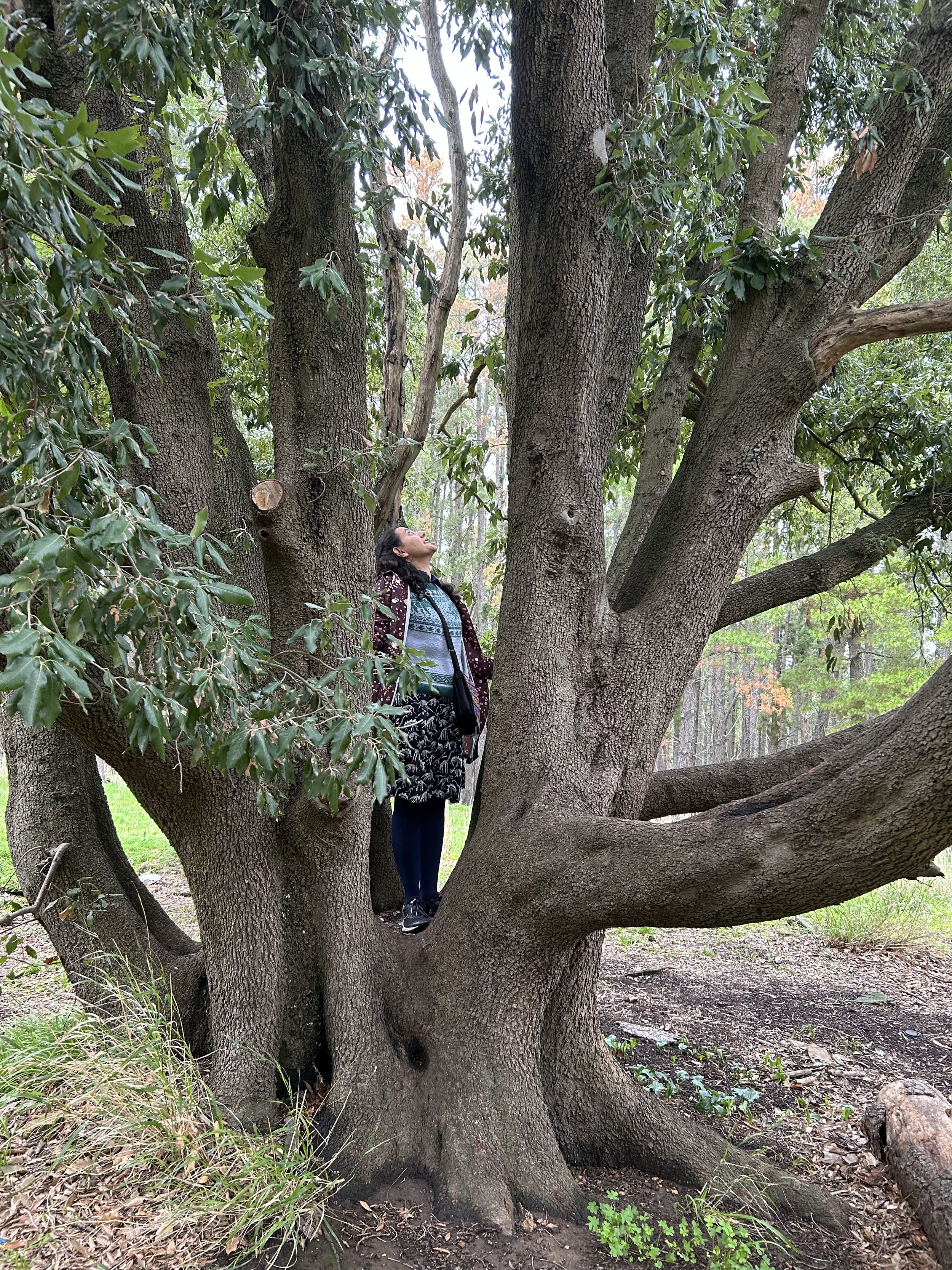 Sudhashree, a young woman with light brown skin, long brown hair wearing a jumper and skirt with dinosaurs, stands in the centre of a large tree. She looks up at the kanopy.