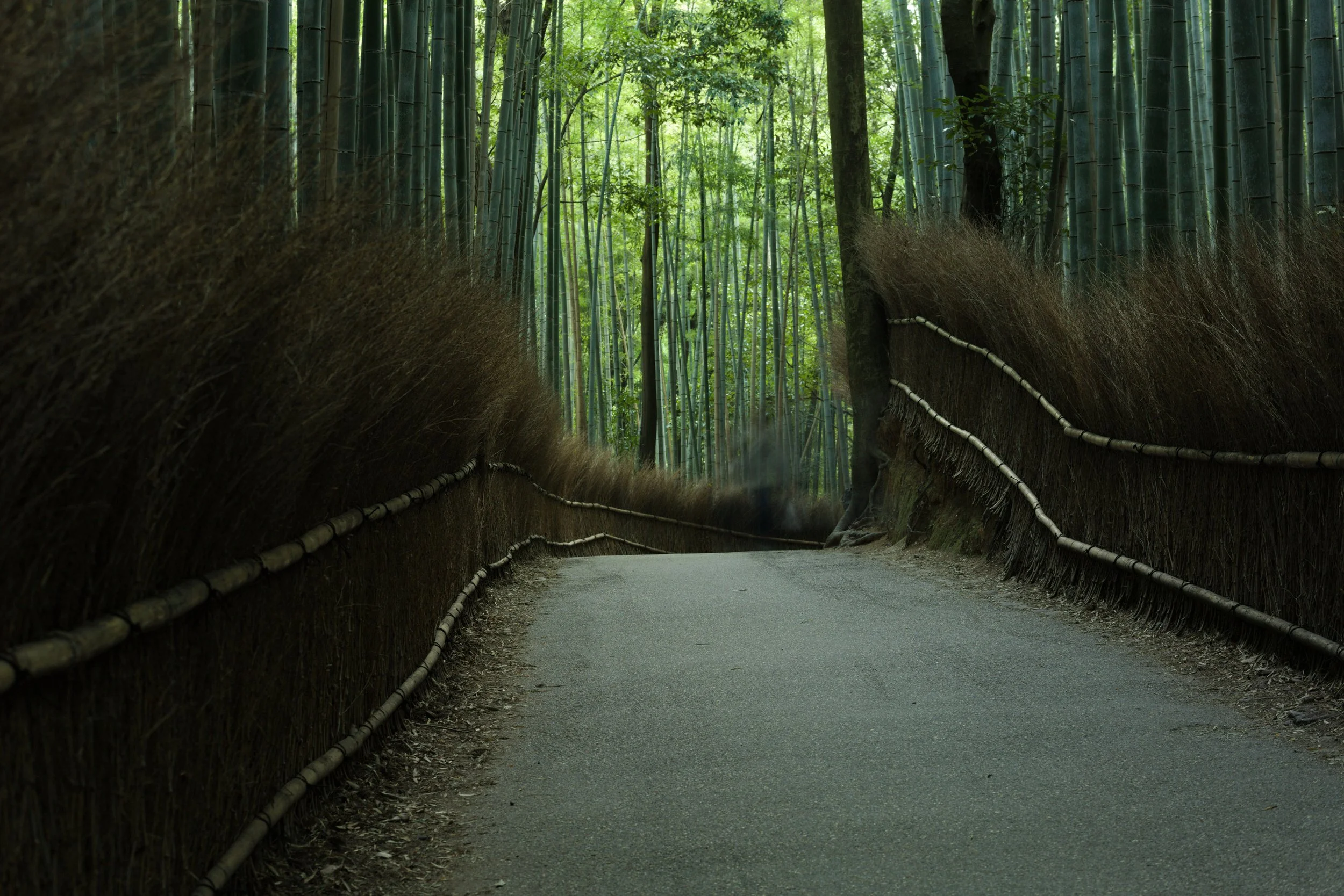 A Different Measure of Height — Arashiyama, Kyoto