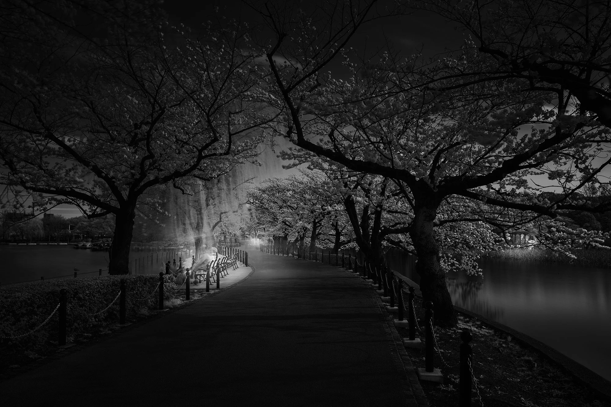 Soul of Japan — 05
Shinobazu Pond, Tokyo