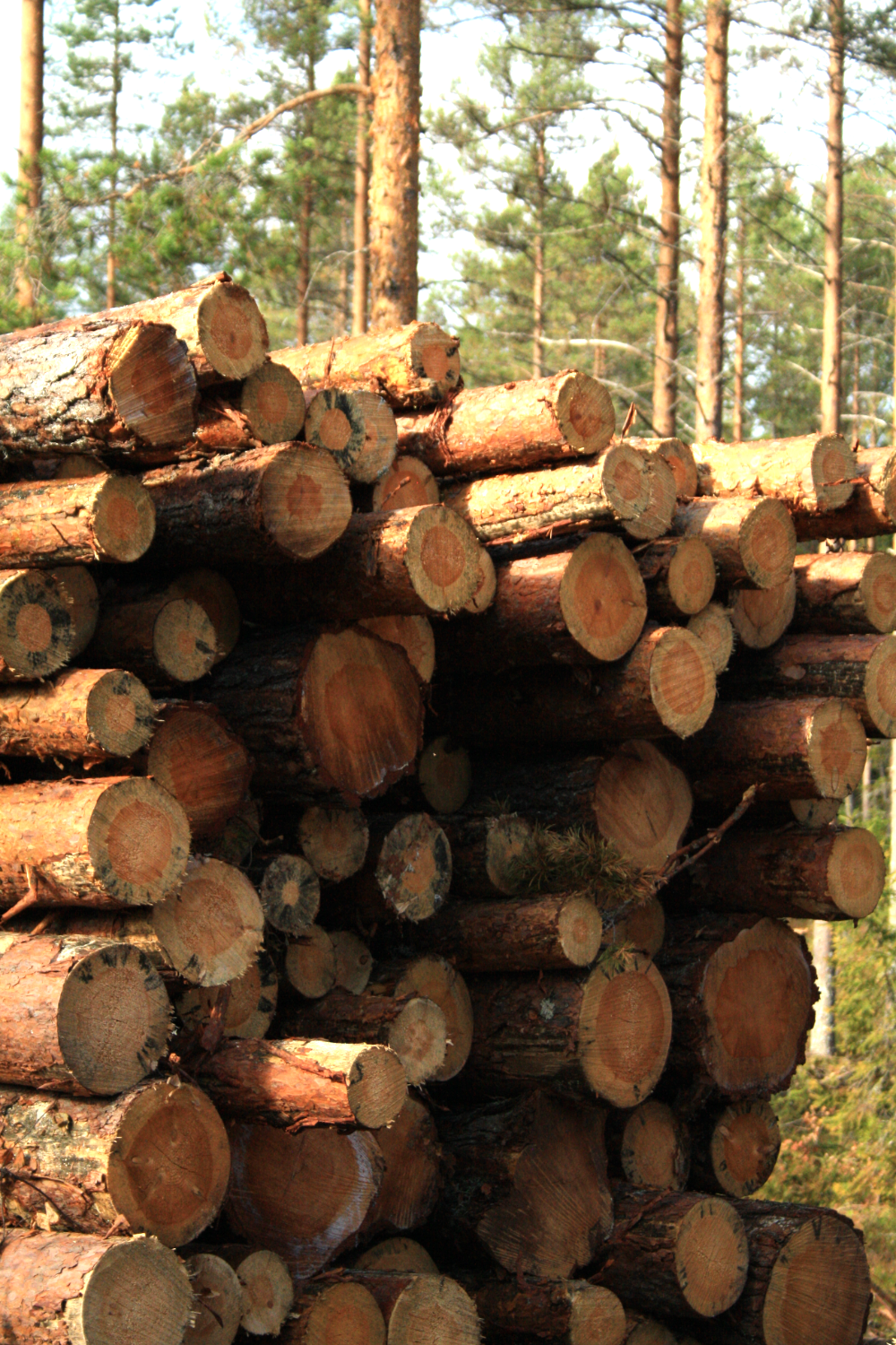 Hög med kapade stockar på skogsmark med tallskog i bakgrunden.