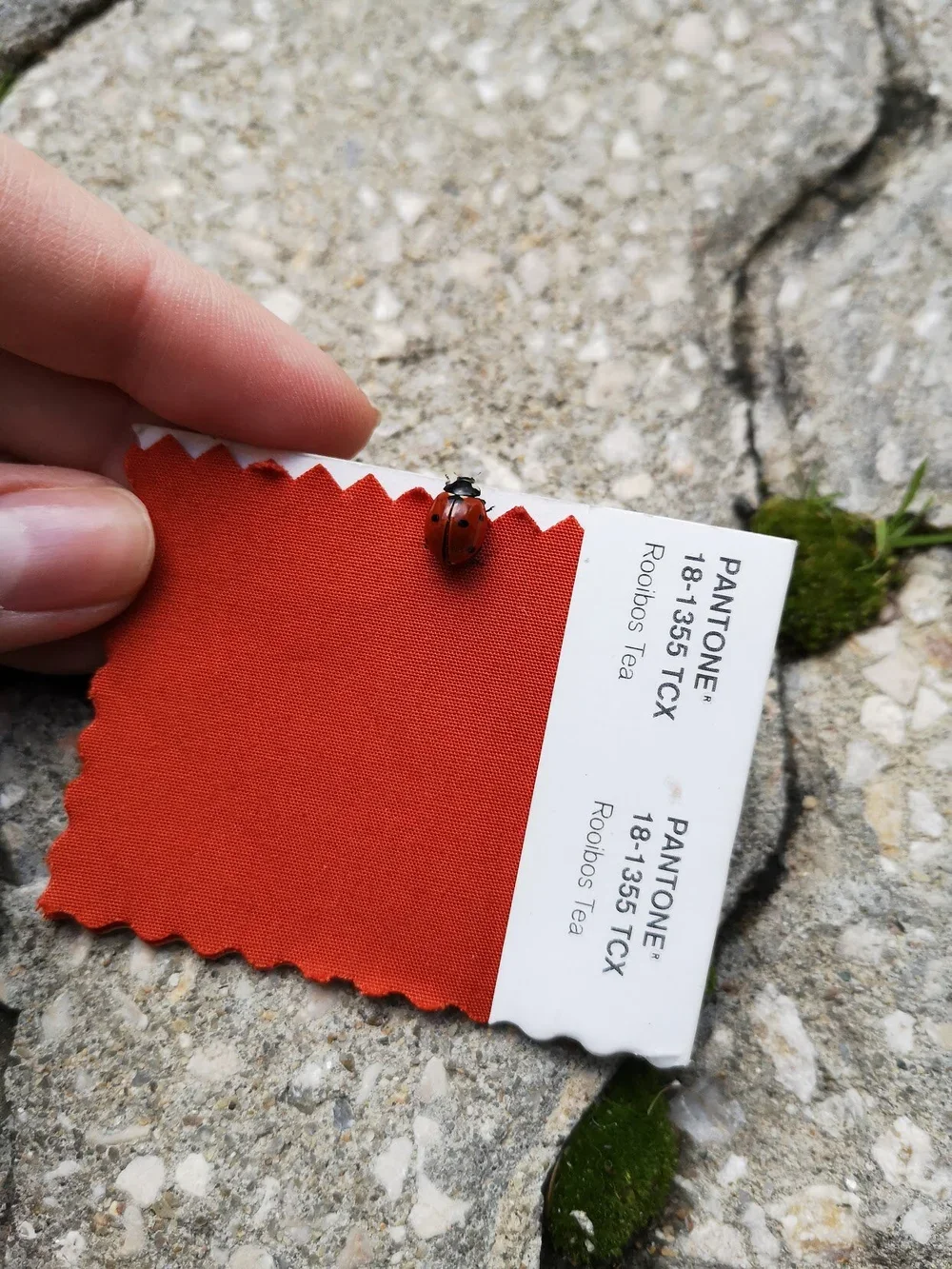 A person holding a paint swatch with a ladybug on it, on a concrete surface with moss and small plants.