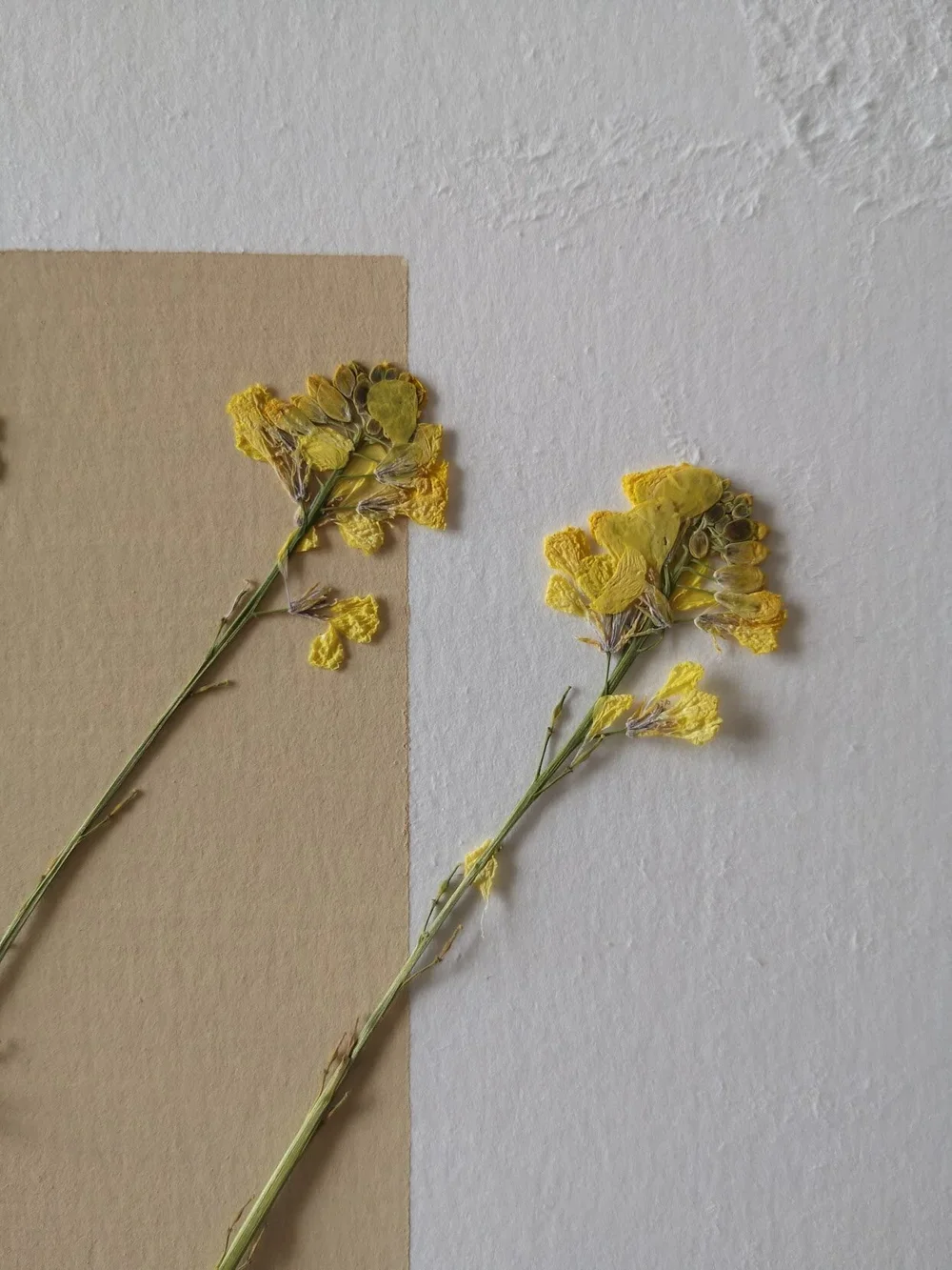 Two yellow dried flowers laid on a beige and white textured paper background.