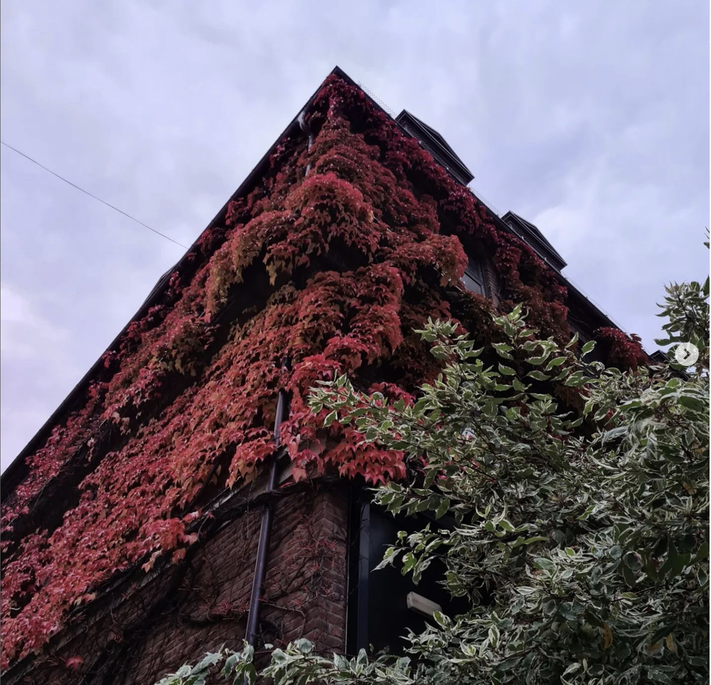 A tall brick building covered in red and green ivy and leaves, with cloudy sky in the background.