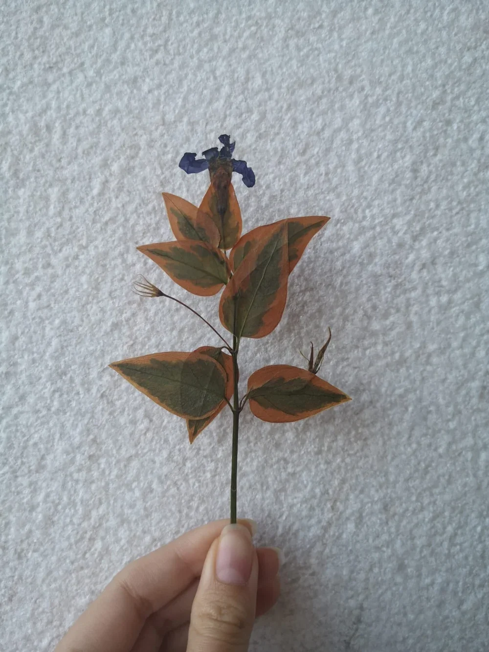 Person holding a small branch with orange and green leaves and a small purple flower against a light textured background.