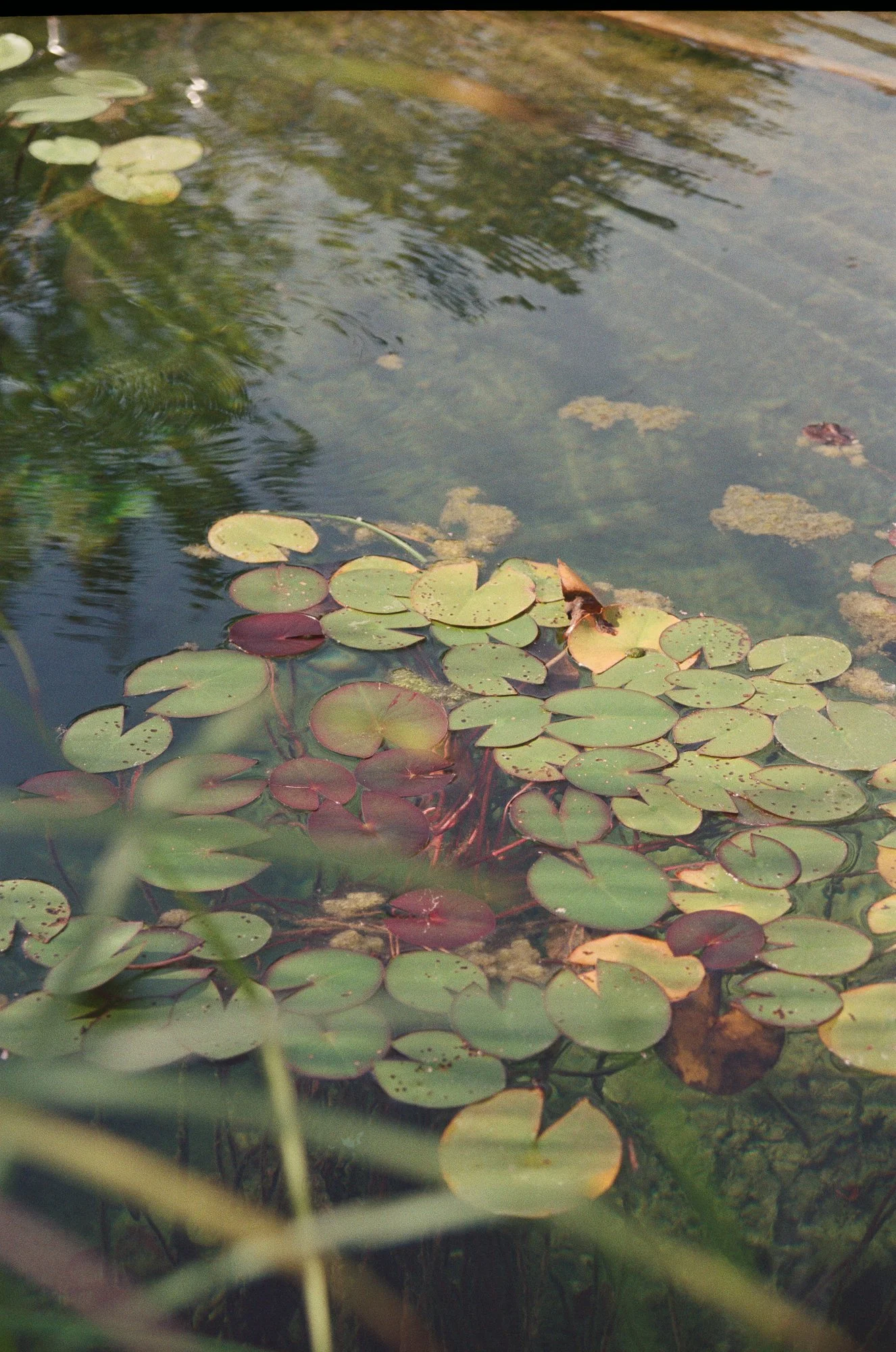 Acqua stagnante con foglie di ninfea galleggianti e alcune piante acquatiche.